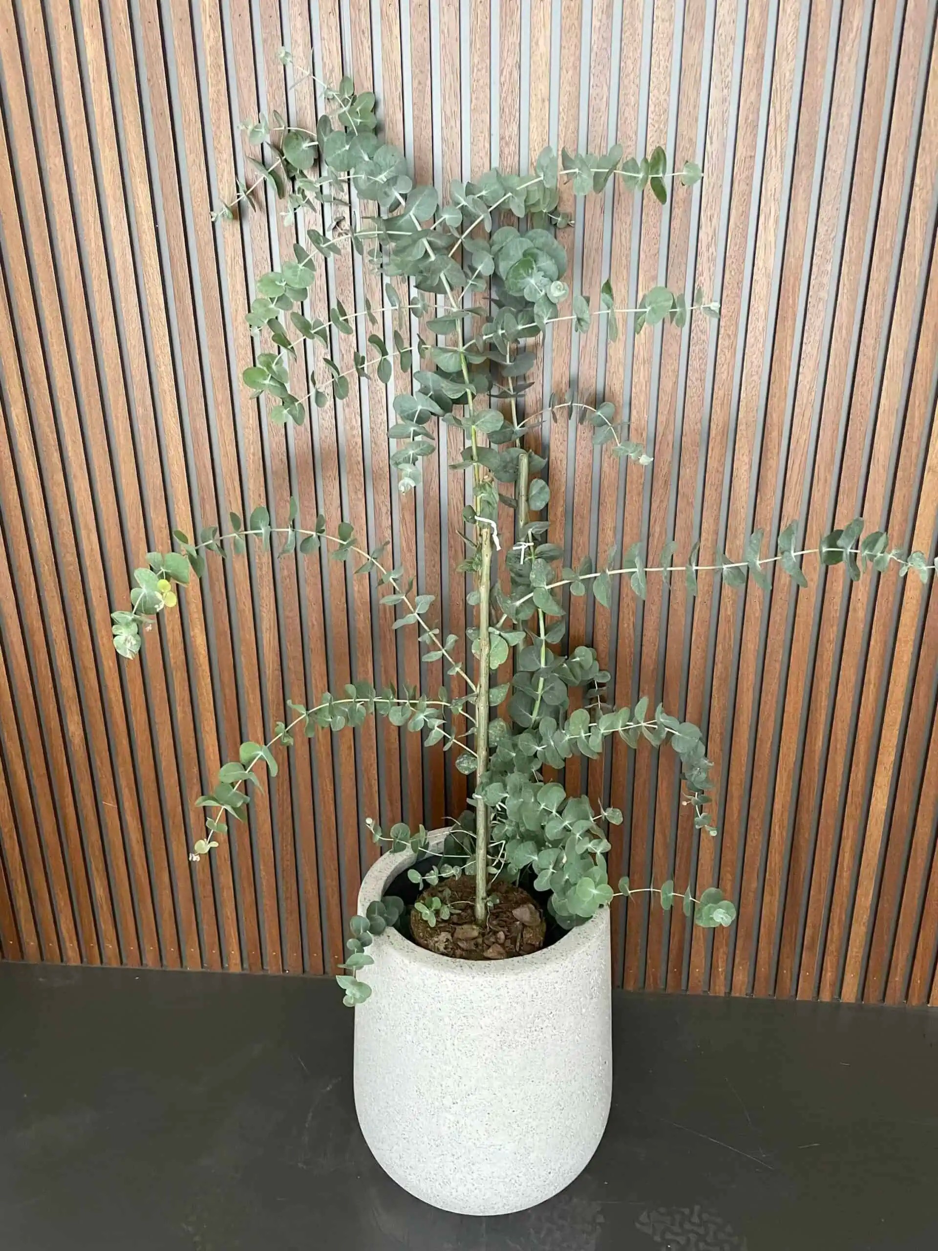 Eucalyptus Cinerea (okaliptüs)