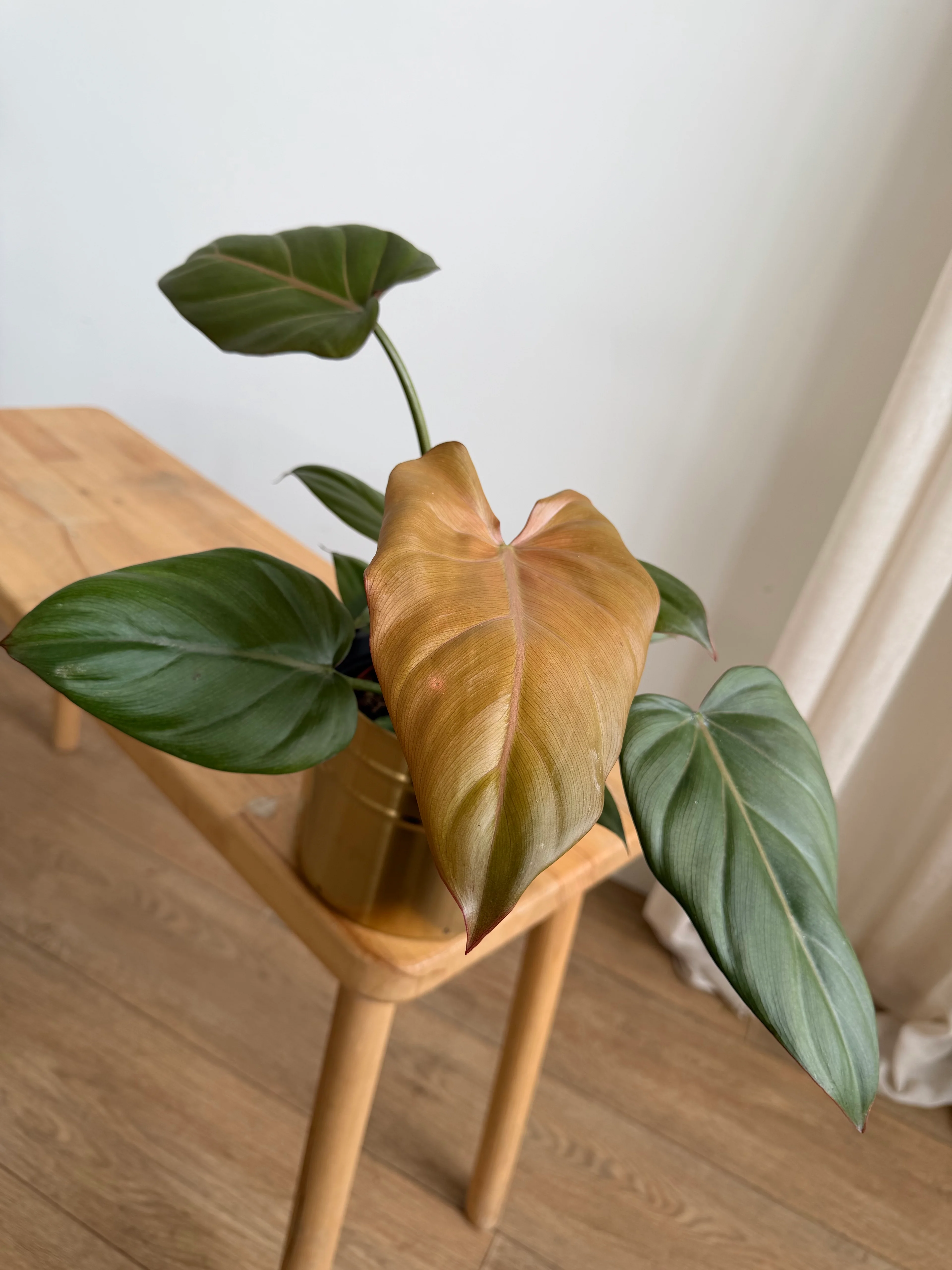 Philodendron Prince of Orange  Bakr Yaprakl Salon Bitkisi