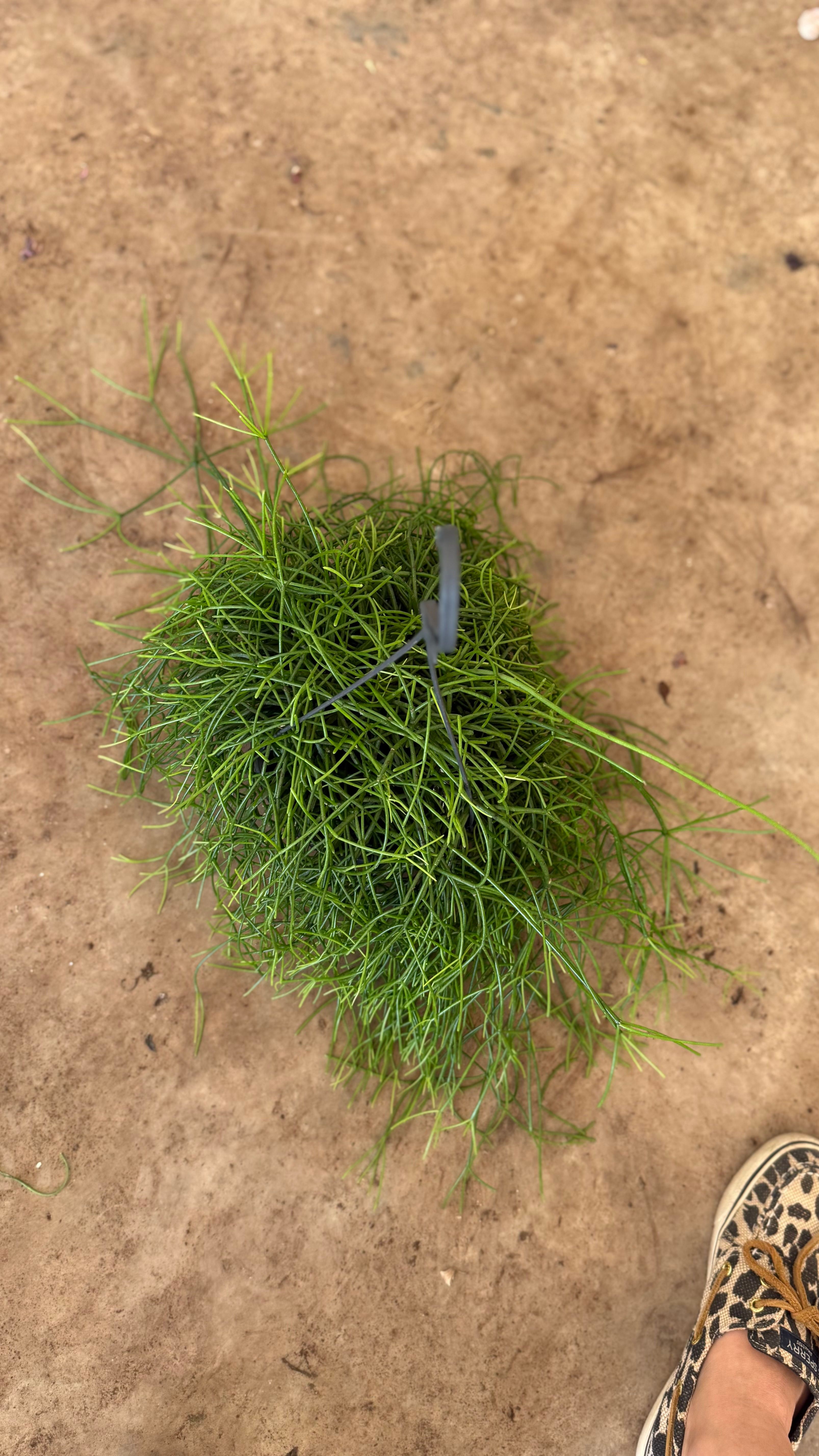 Rhipsalis Sarkan Bitki