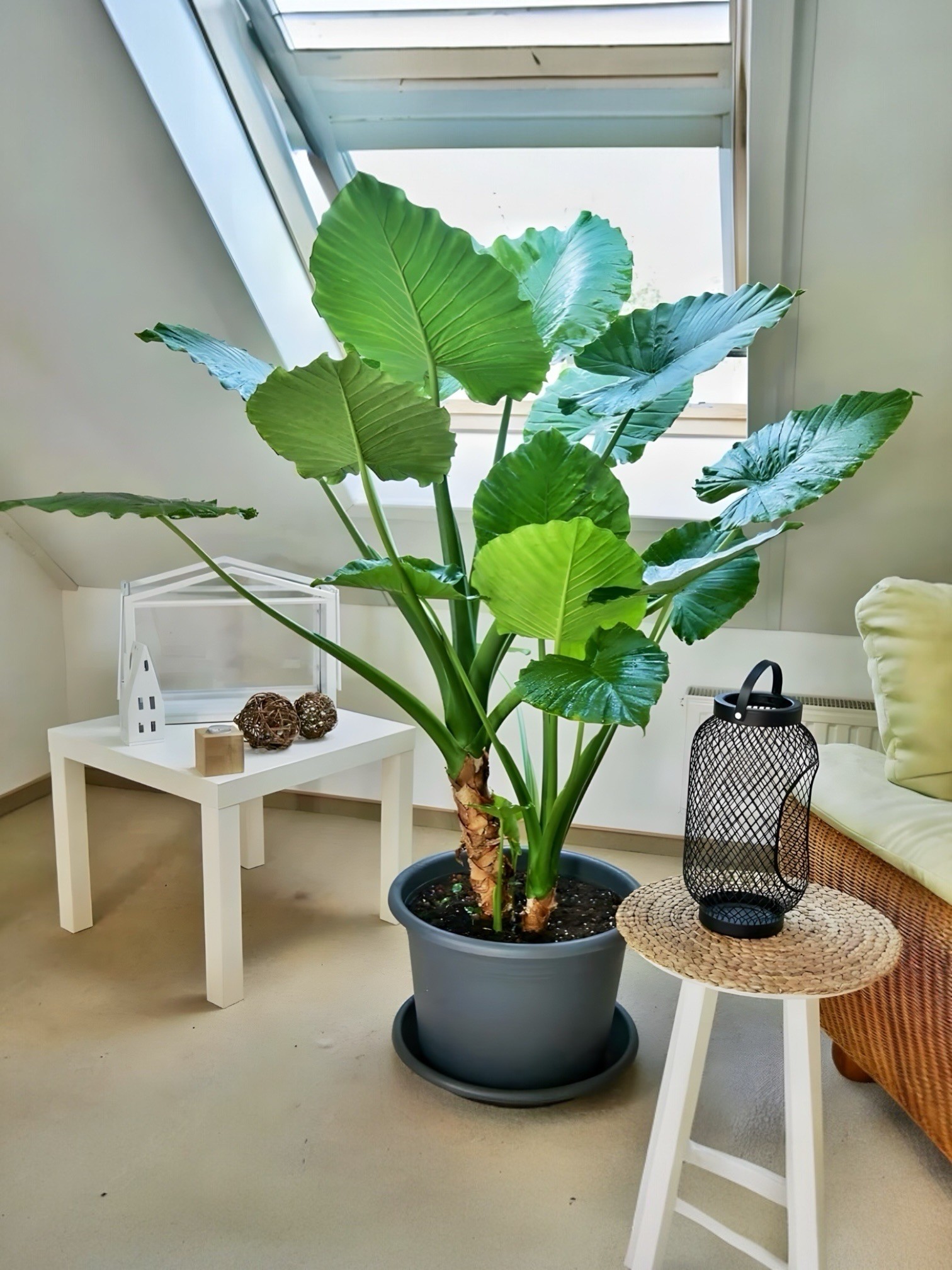 Alocasia Macrorrhiza Çok Köklü 130-140 cm