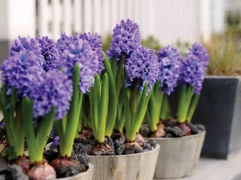 Üç Köklü Sümbül (Hyacinthus)