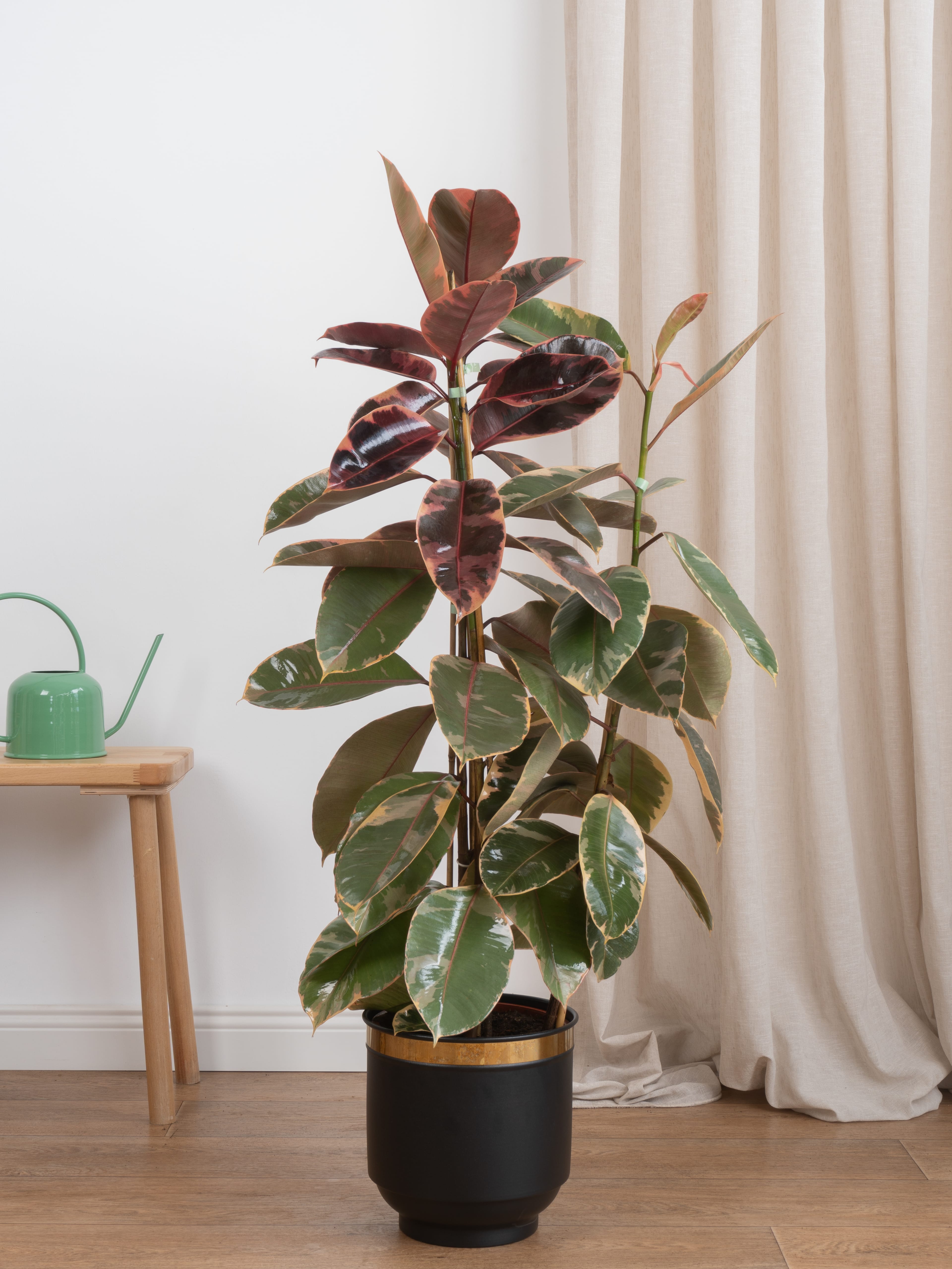 Kauçuk Çiçeği - Renkli Kauçuk Bitkisi (90-100 cm çift köklü -ficus alastica ruby)