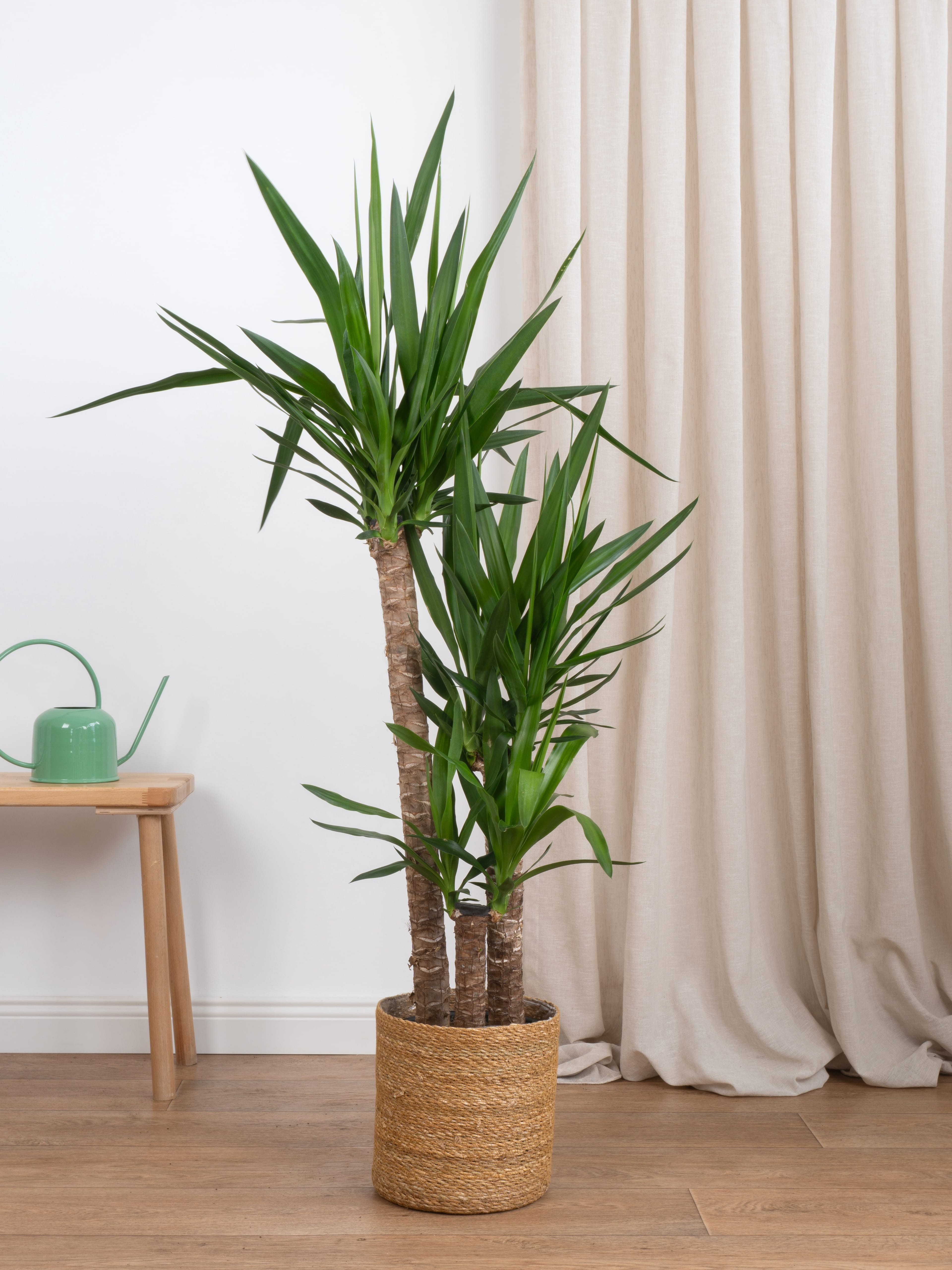 Yucca Üç Kollu (Yuka-130-140 cm )