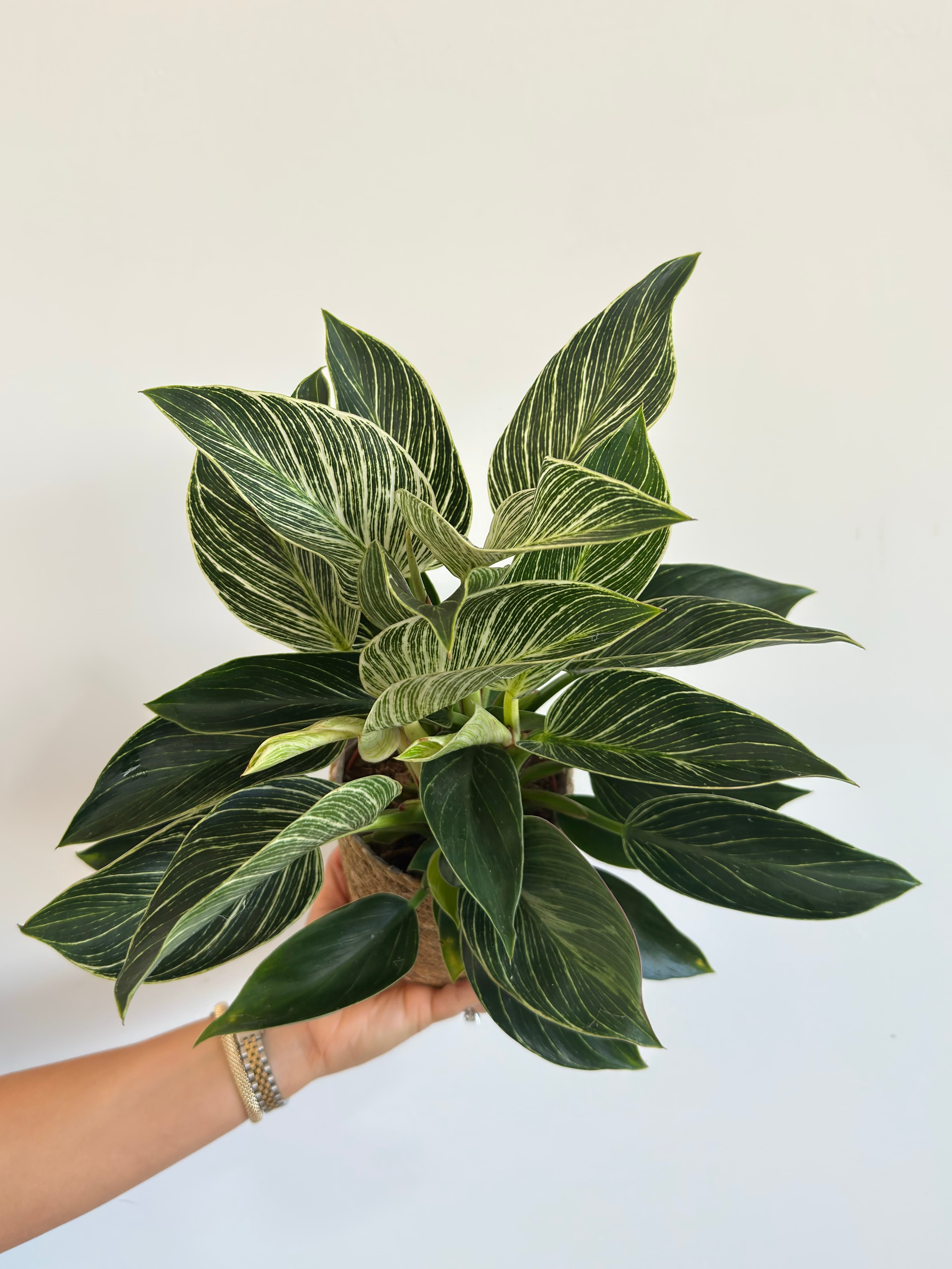 Birkin Philodendron Masa Boy