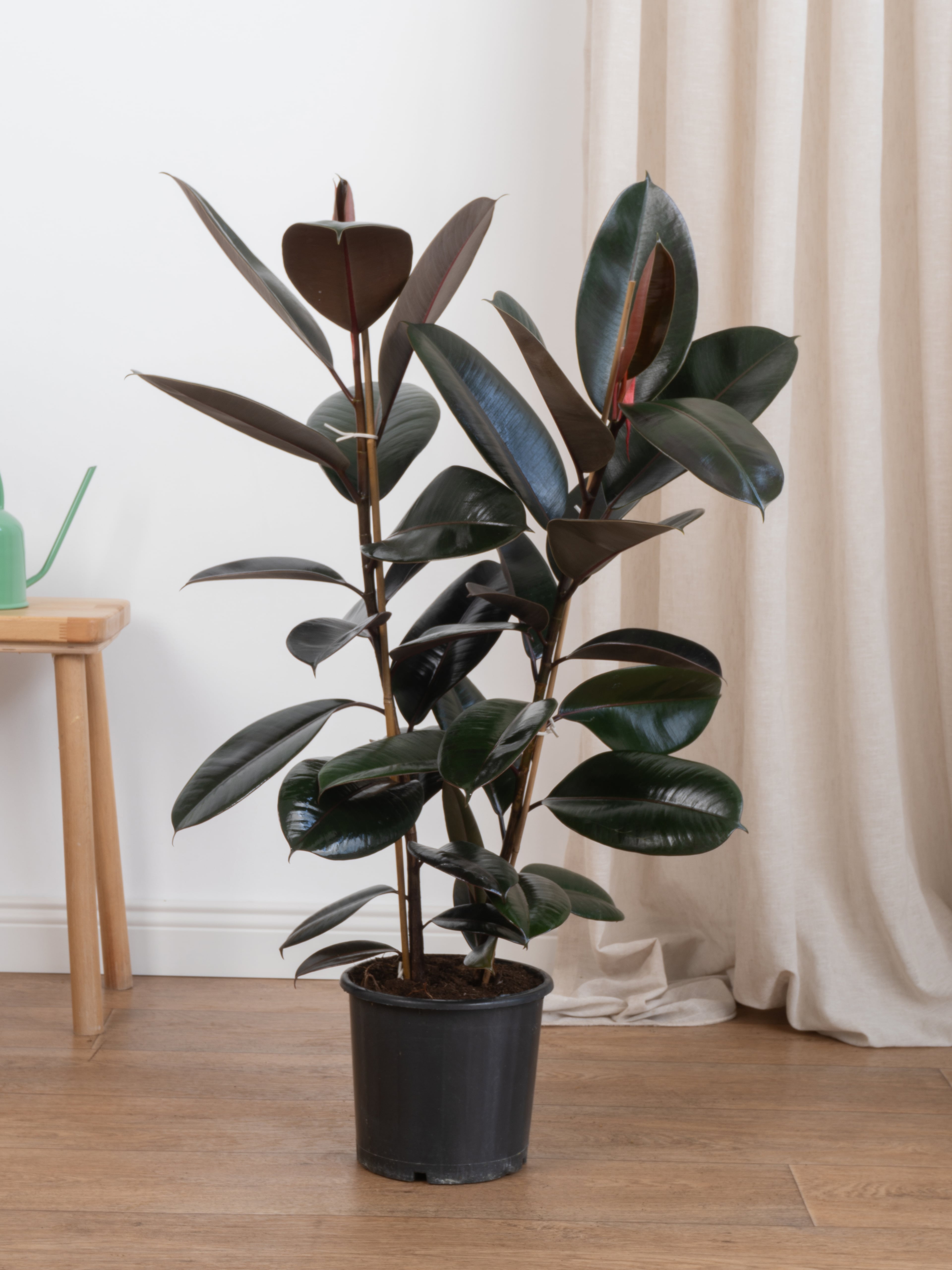 Kauçuk Çiçeği - Siyah Kauçuk Bitkisi (90-100 cm Çift Köklü Ficus Elastica)
