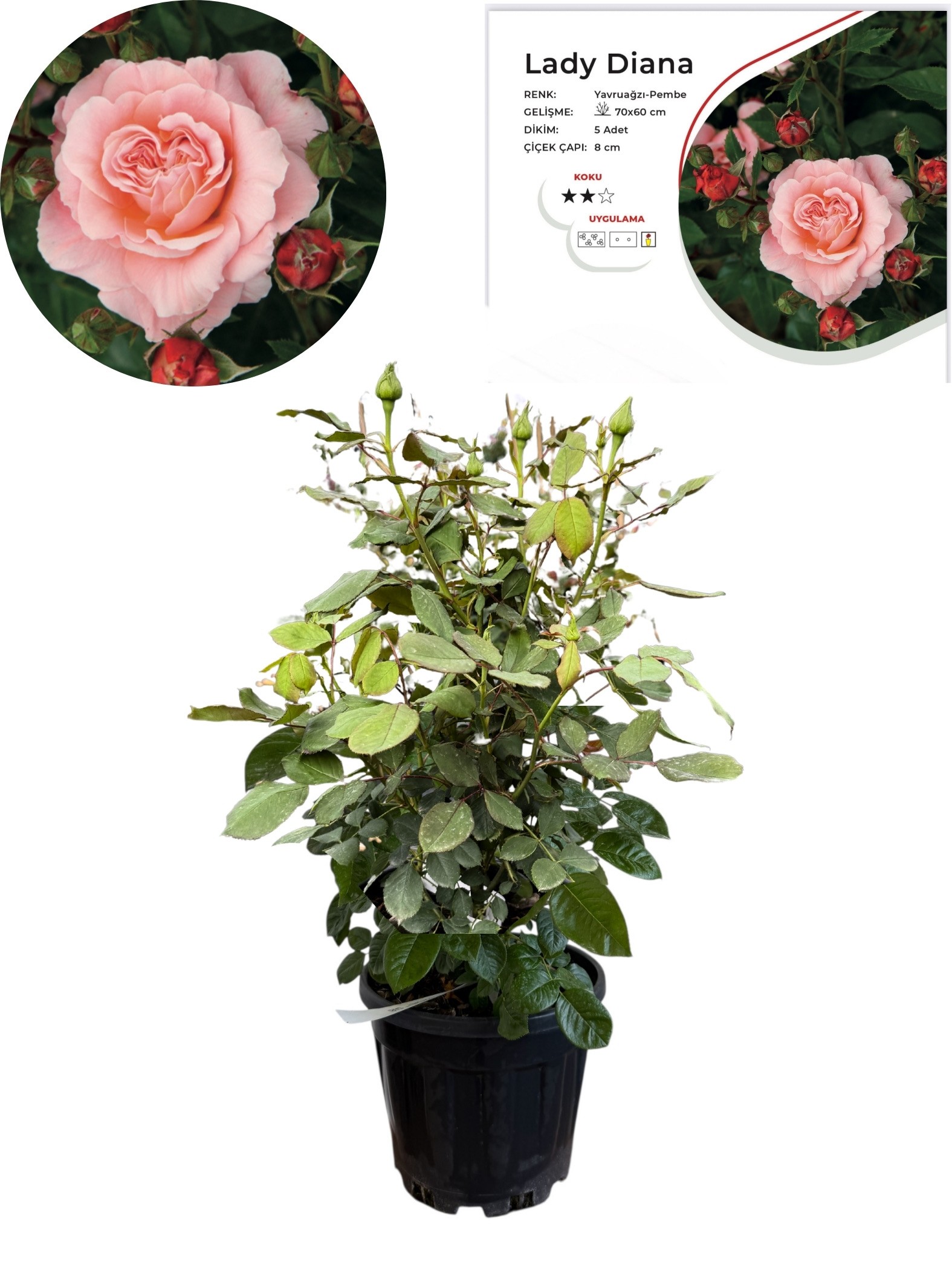 Lady Diana Somon Gül – 50-60 cm, Çok Köklü, Patentli Özel Ser