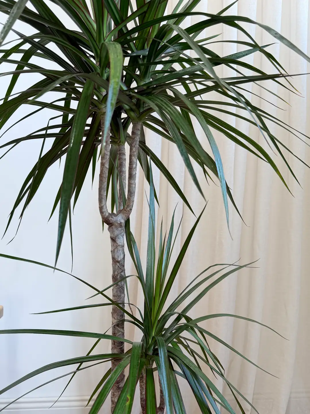 monstera pflanze festbinden Monstera am Moosstab – ruuds main image 0