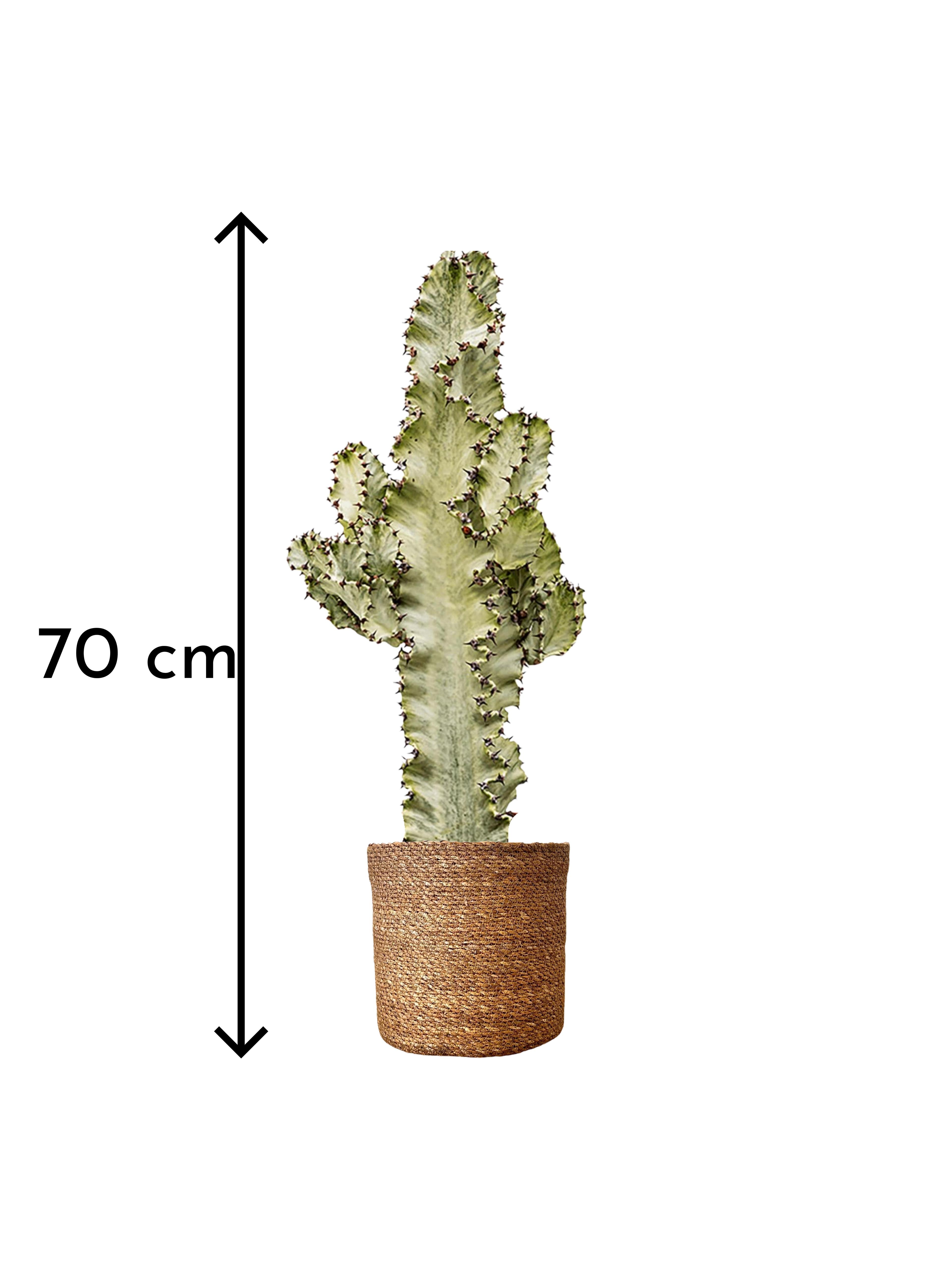 Euphorbia ingens veriagata 70 cm | Kaktüs