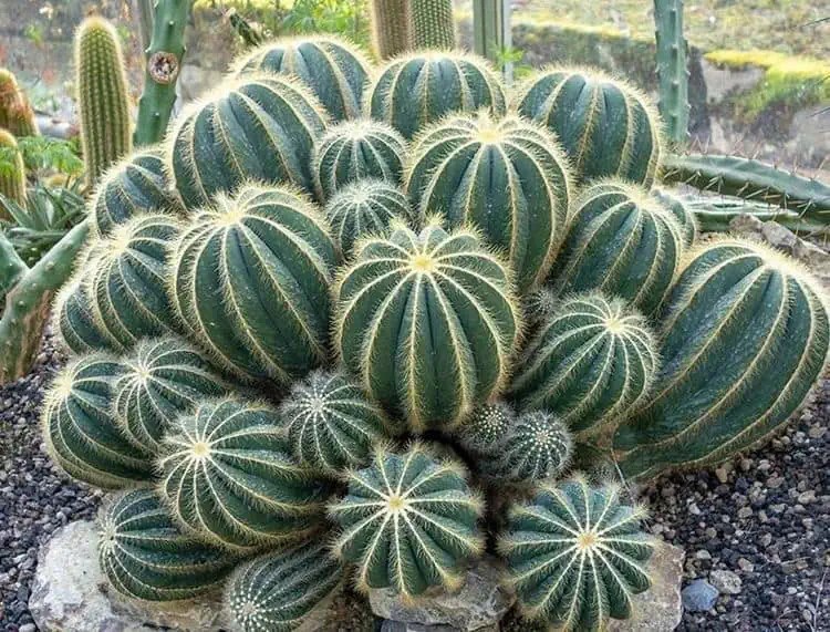 Parodia magnifica