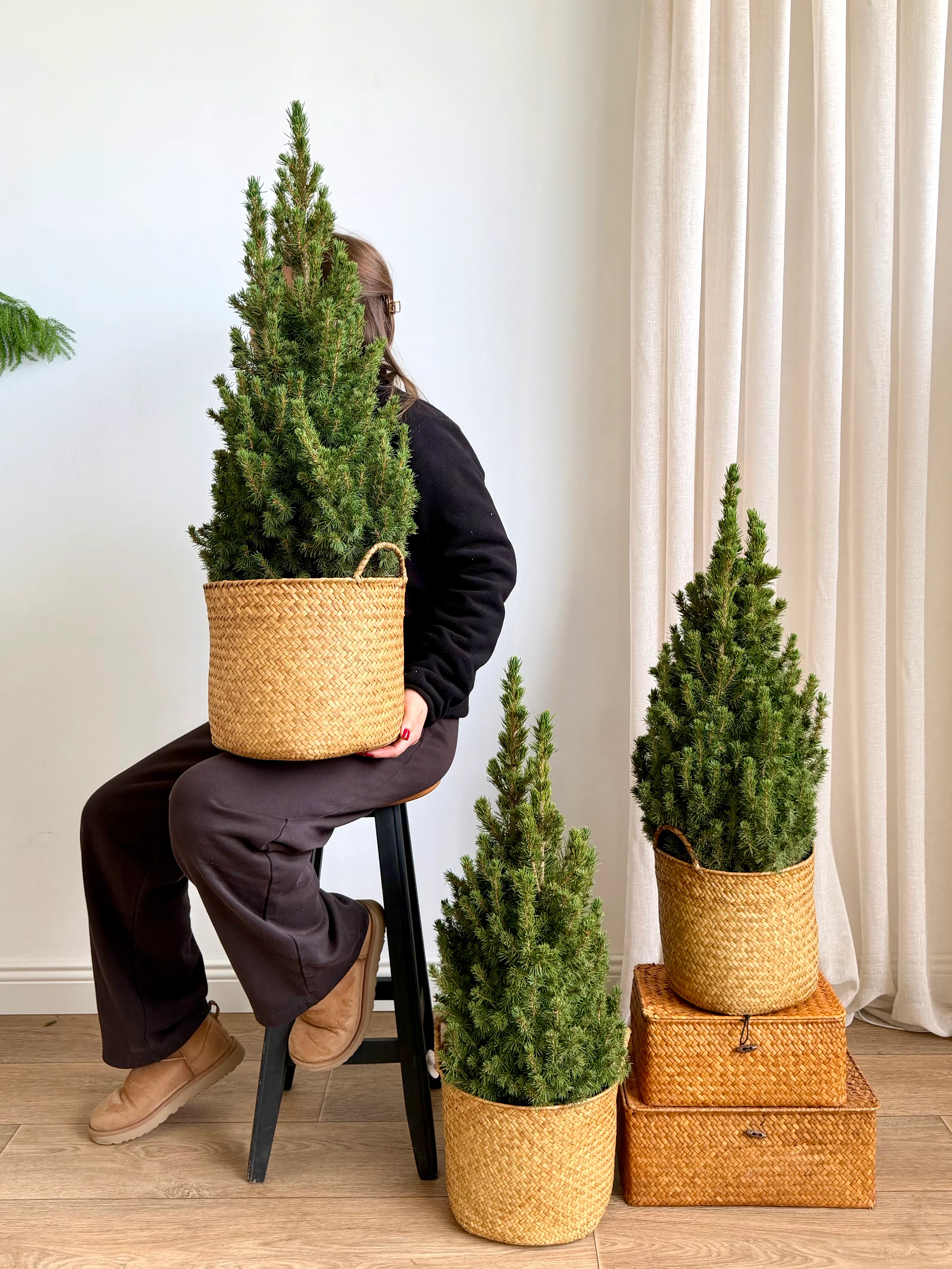 Picea Glauca Çam 80-90 cm 