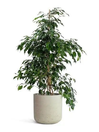 Ficus Benjamin Danielle 90-100 cm (Koyu Yeşil Benjamin)