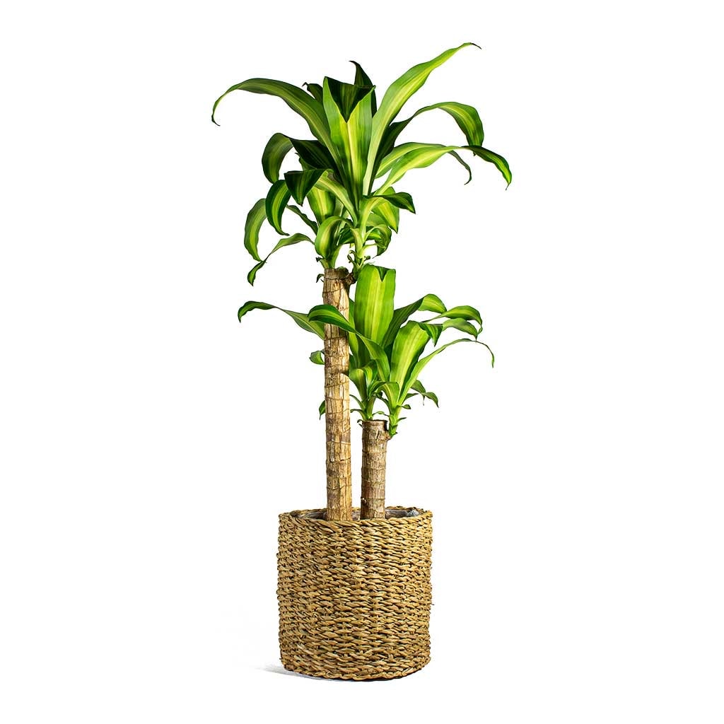Dracaena Massengena 2 Gövdeli- (Yuka 90-100 cm)