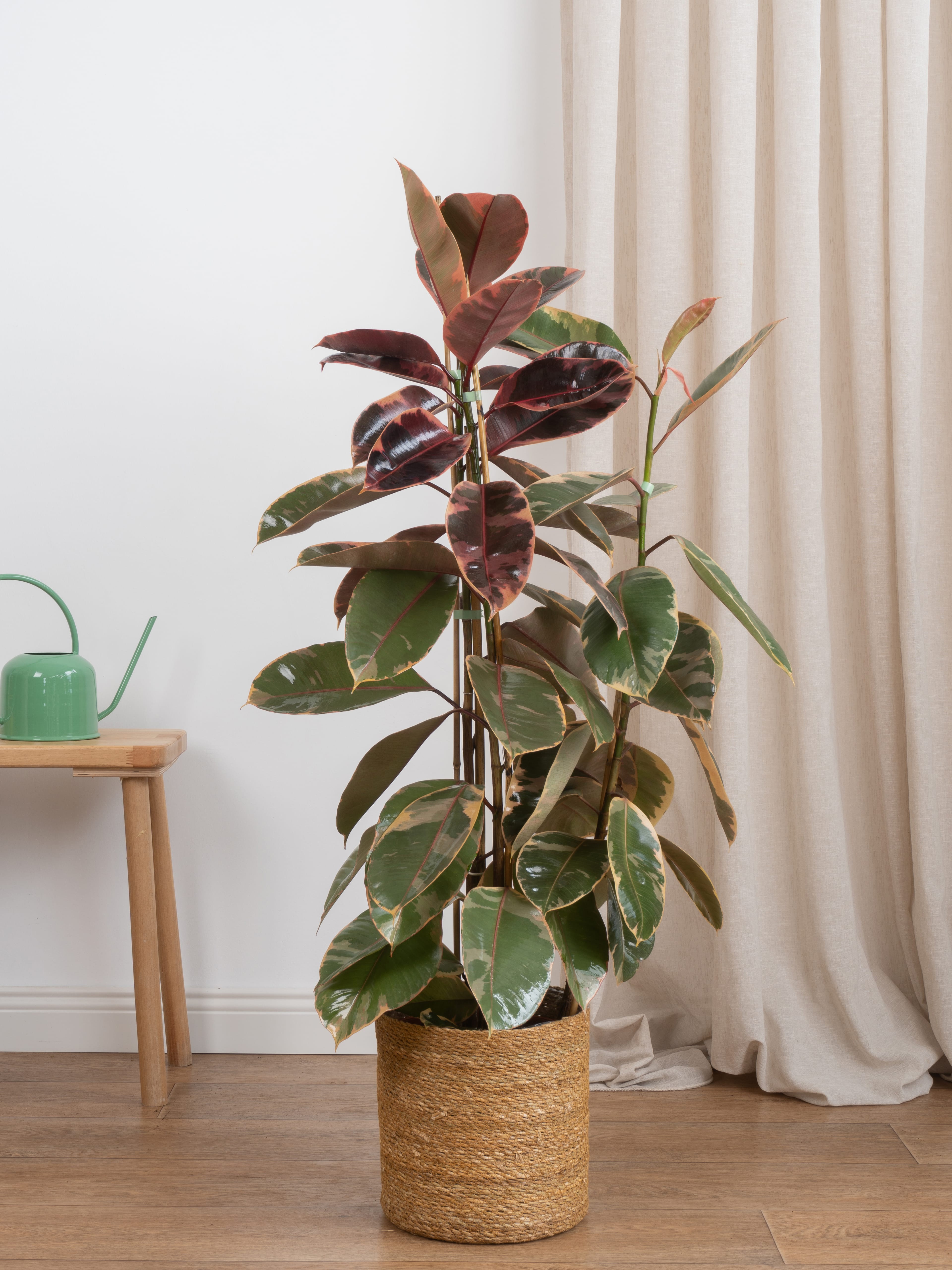 Kauçuk Çiçeği - Renkli Kauçuk Bitkisi (90-100 cm çift köklü -ficus alastica ruby)