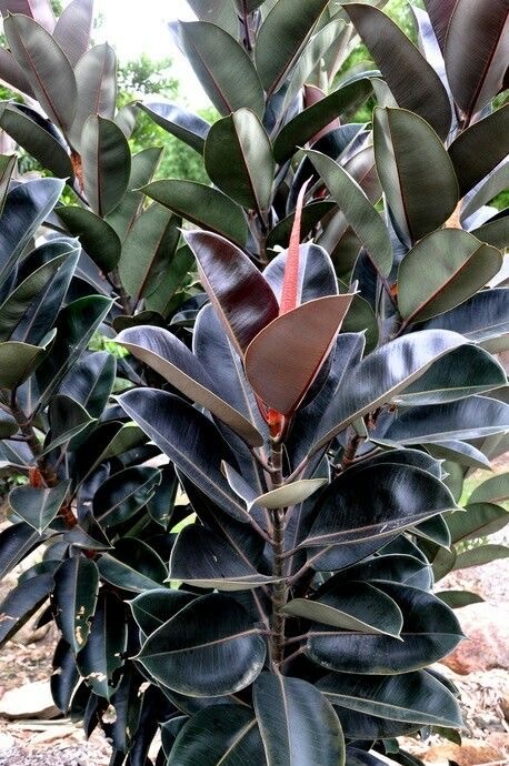 Kauçuk Çiçeği - Siyah Kauçuk Bitkisi (170-190 cm Üç Köklü Ficus Elastica)