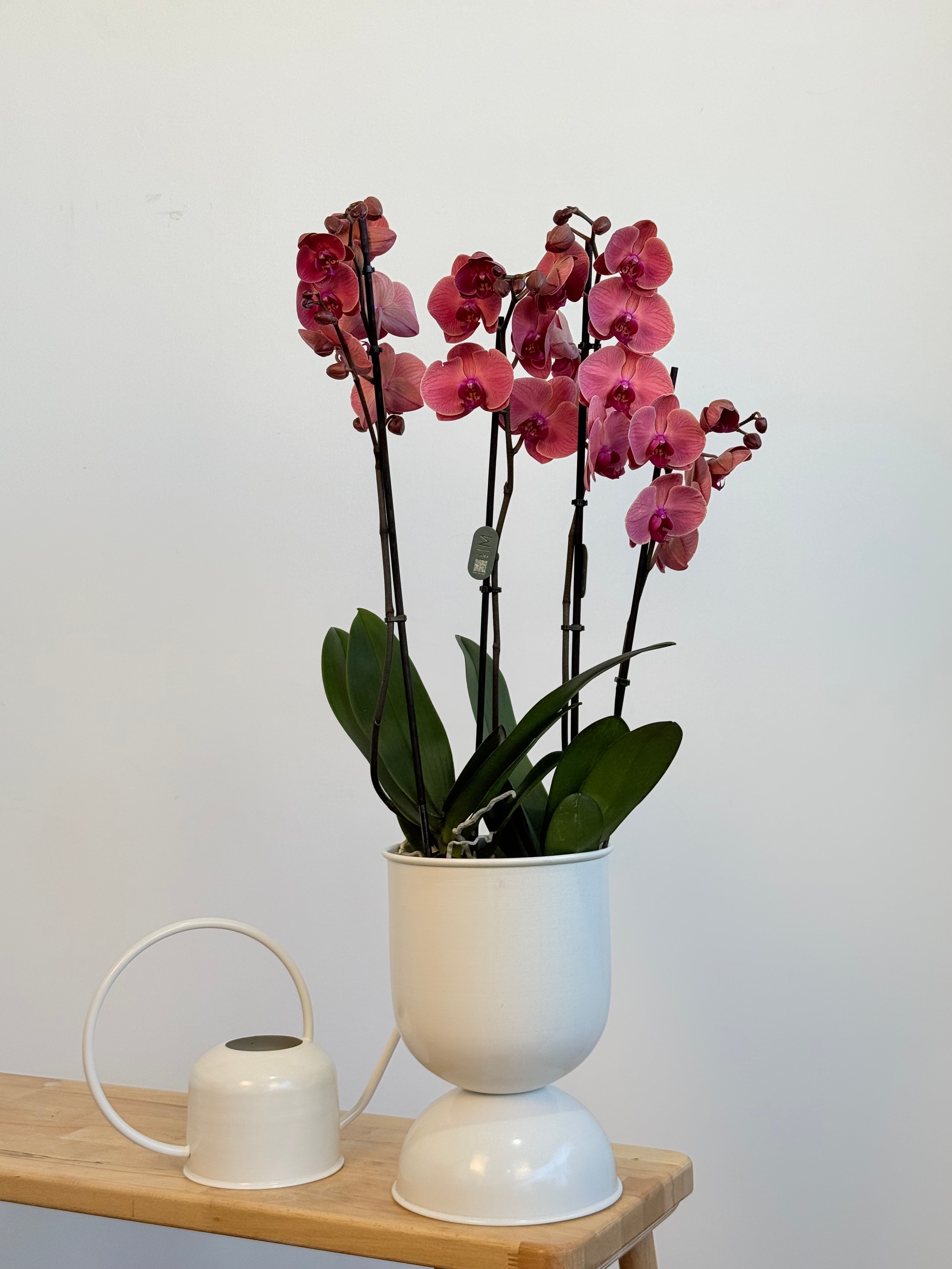 Orkide Somon Dört Dallı (İthal Premium)