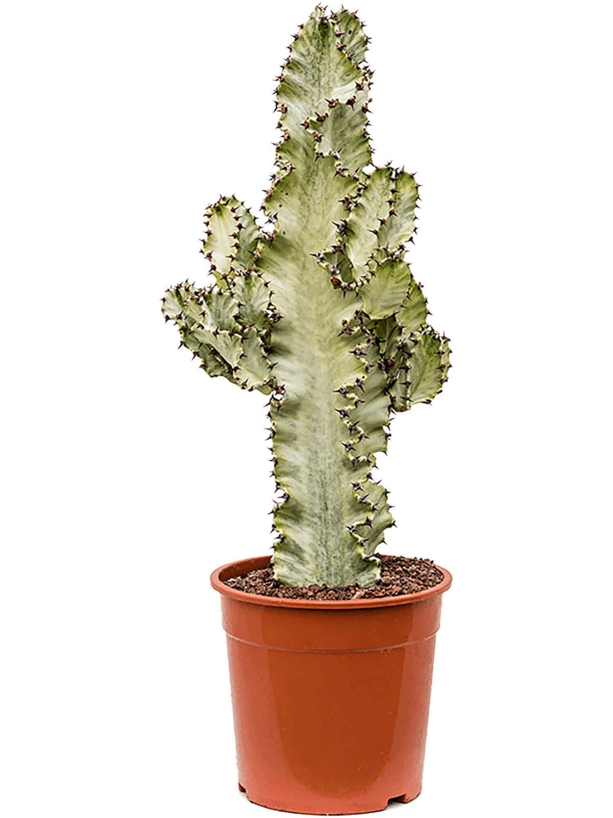 Euphorbia ingens veriagata 70 cm | Kaktüs