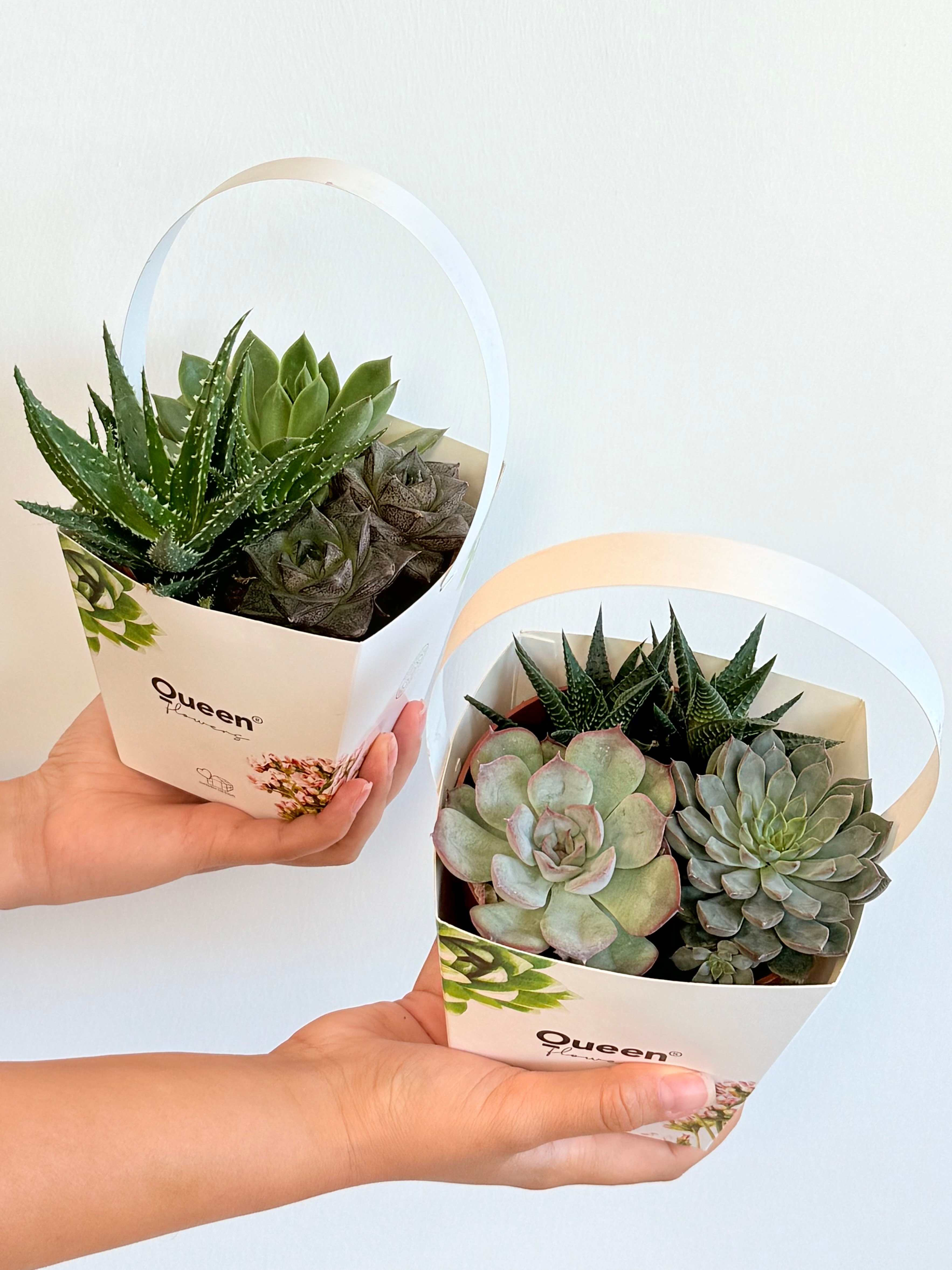 Mix Sukulent – 12 cm Saksıda, Özel Karton Kutusunda