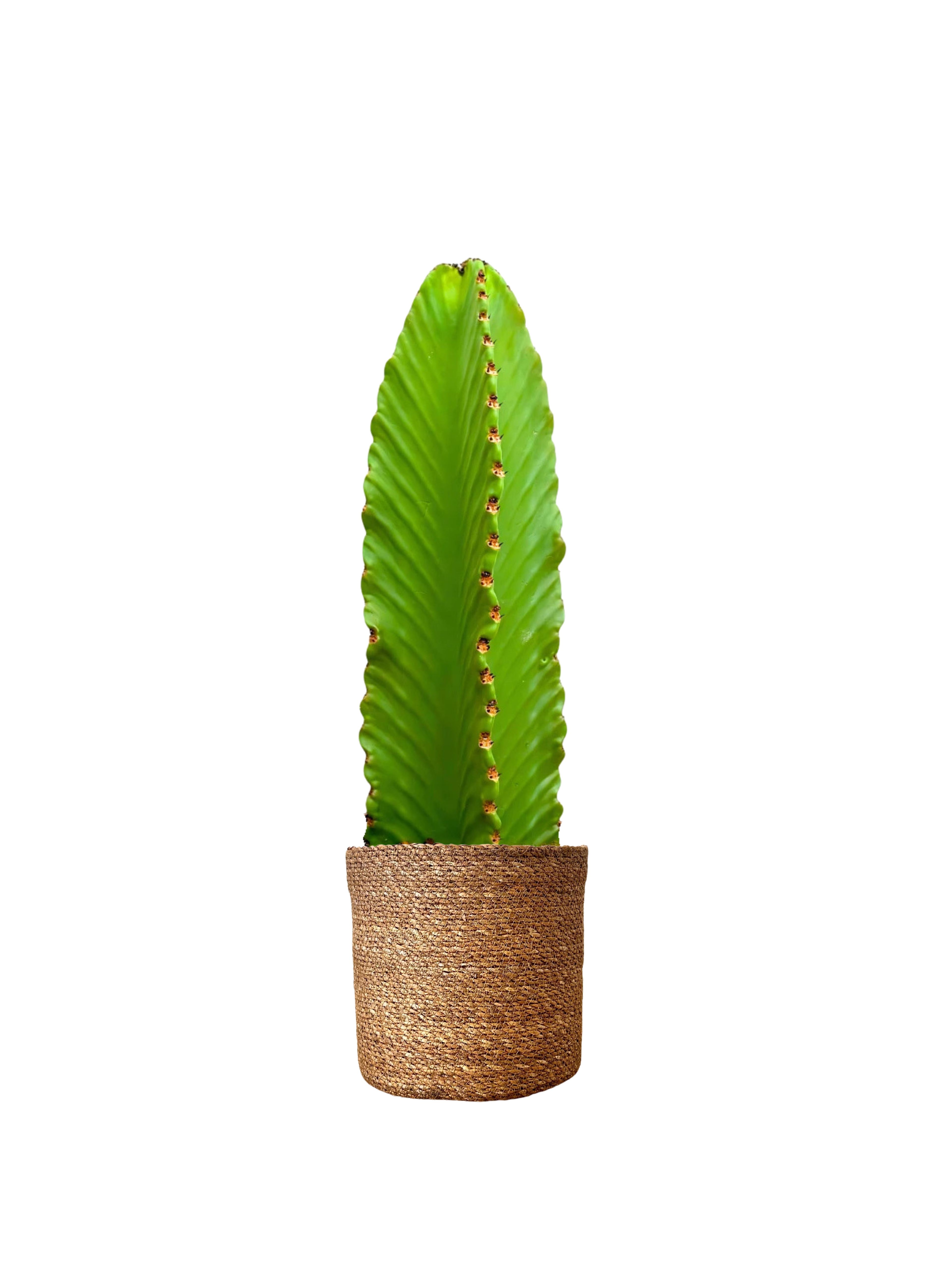 Euphorbia İngens (60-70 cm Kovboy Dikensiz Kaktüs)