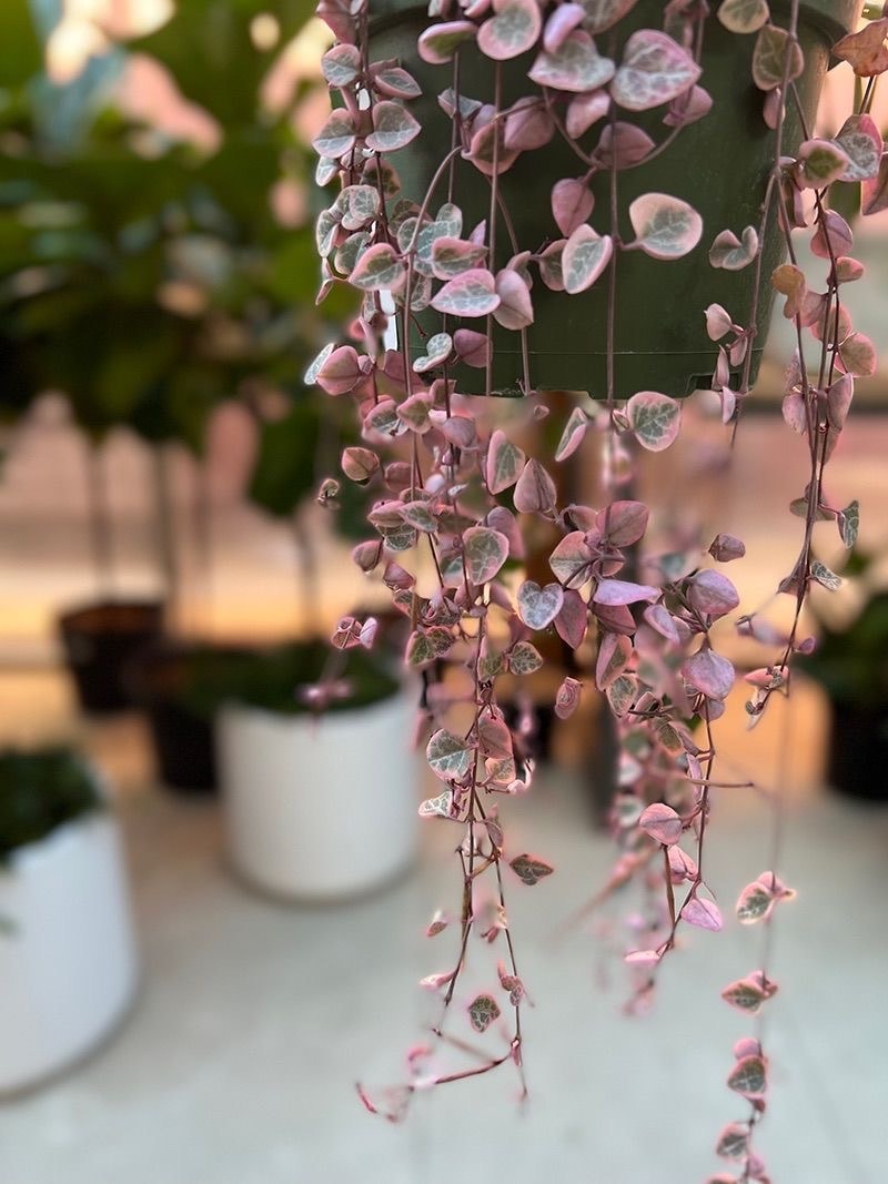 Ceropegia Woodii Variegata – (Kalp Kalbe Karşı)