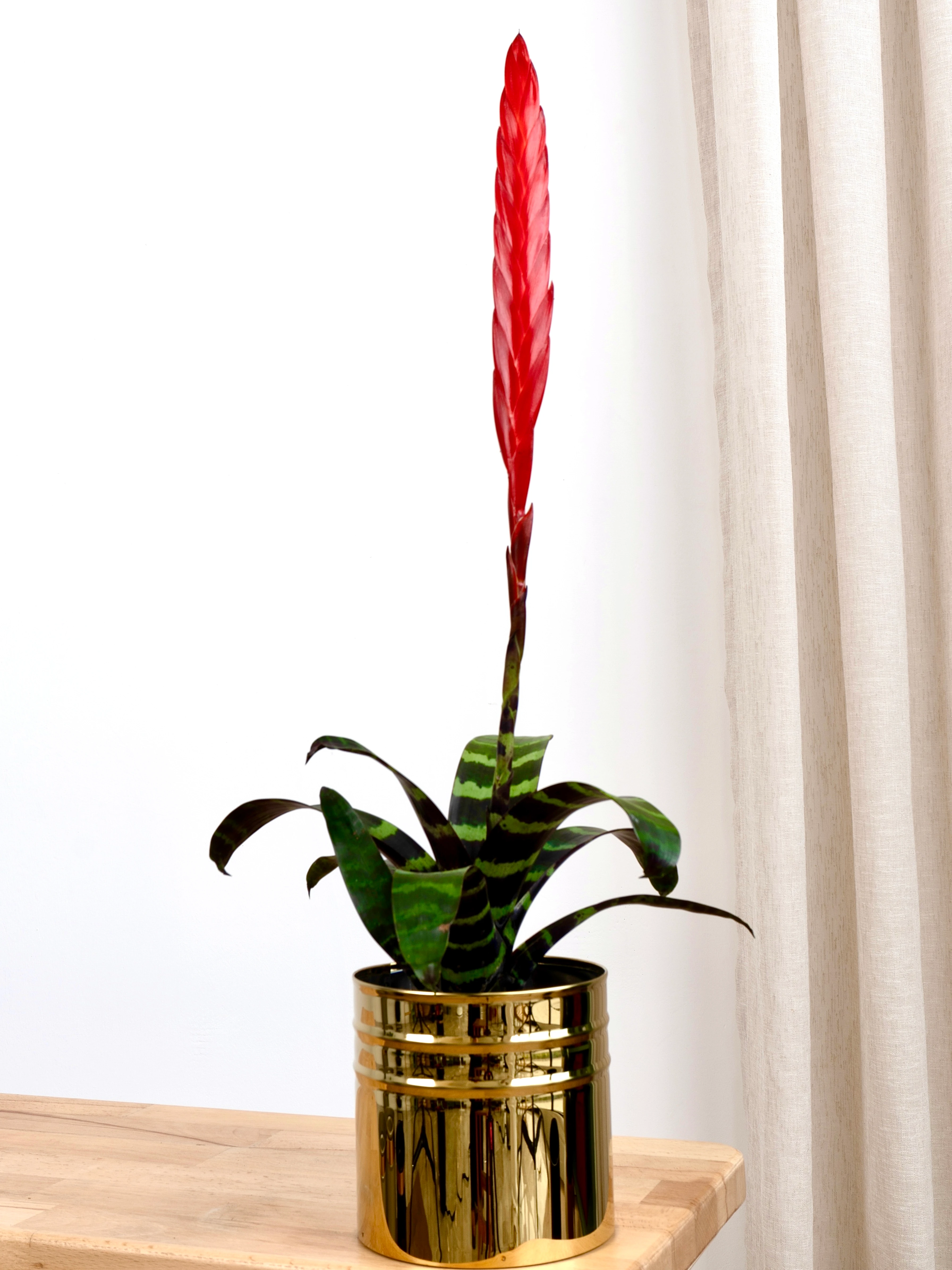 Vriesea Zebra (Alev Bitkisi)