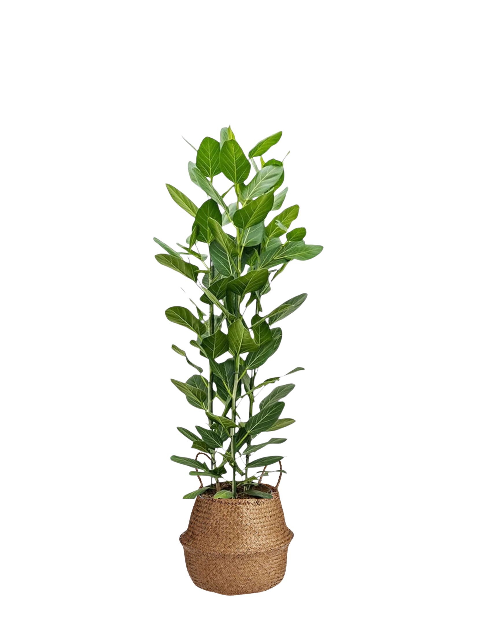Ficus Çok Köklü Audrey 130-140 (İthal Premium)