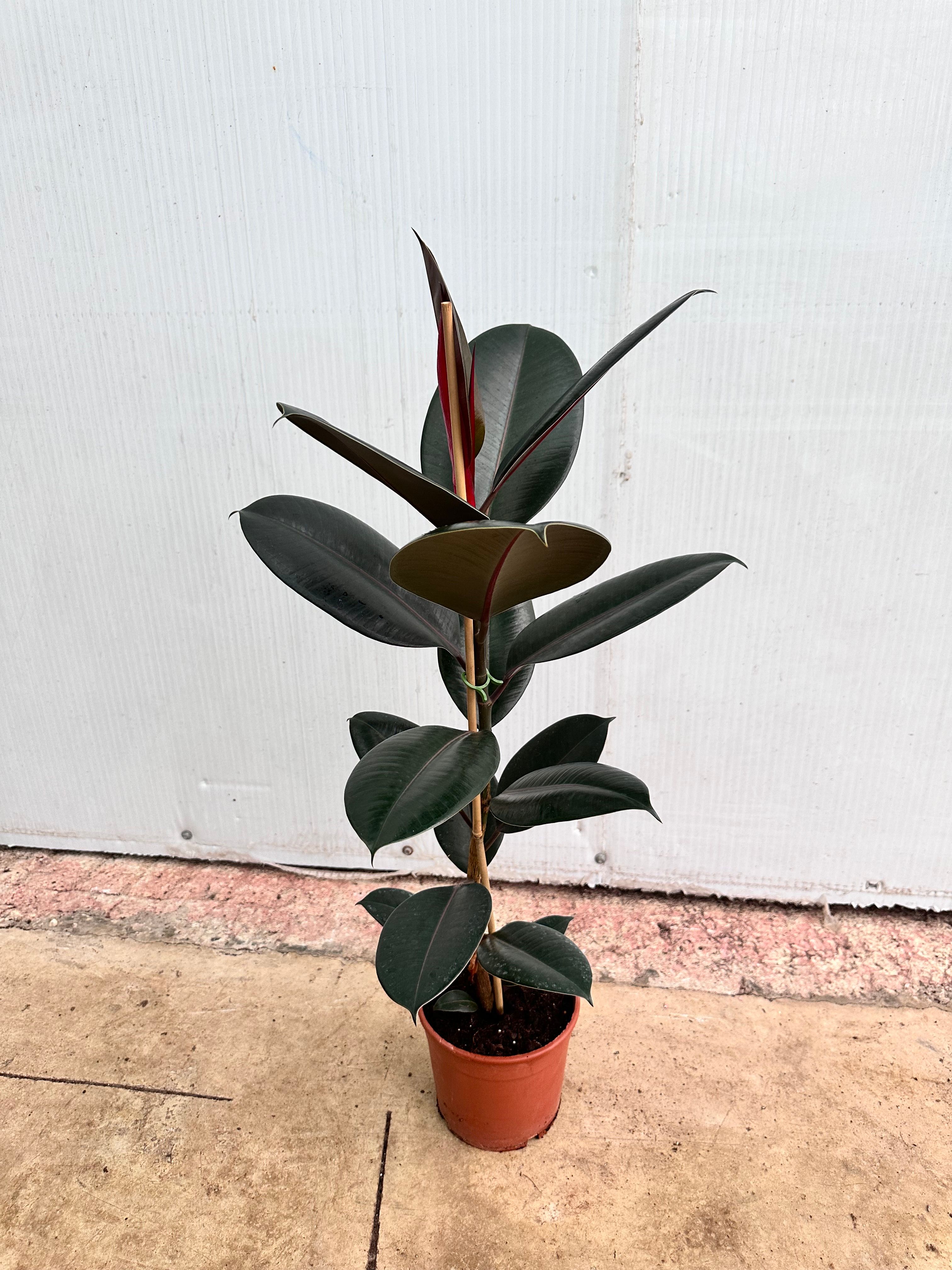 Siyah Kauçuk (Ficus Elastica Abidjan-Tek Köklü)