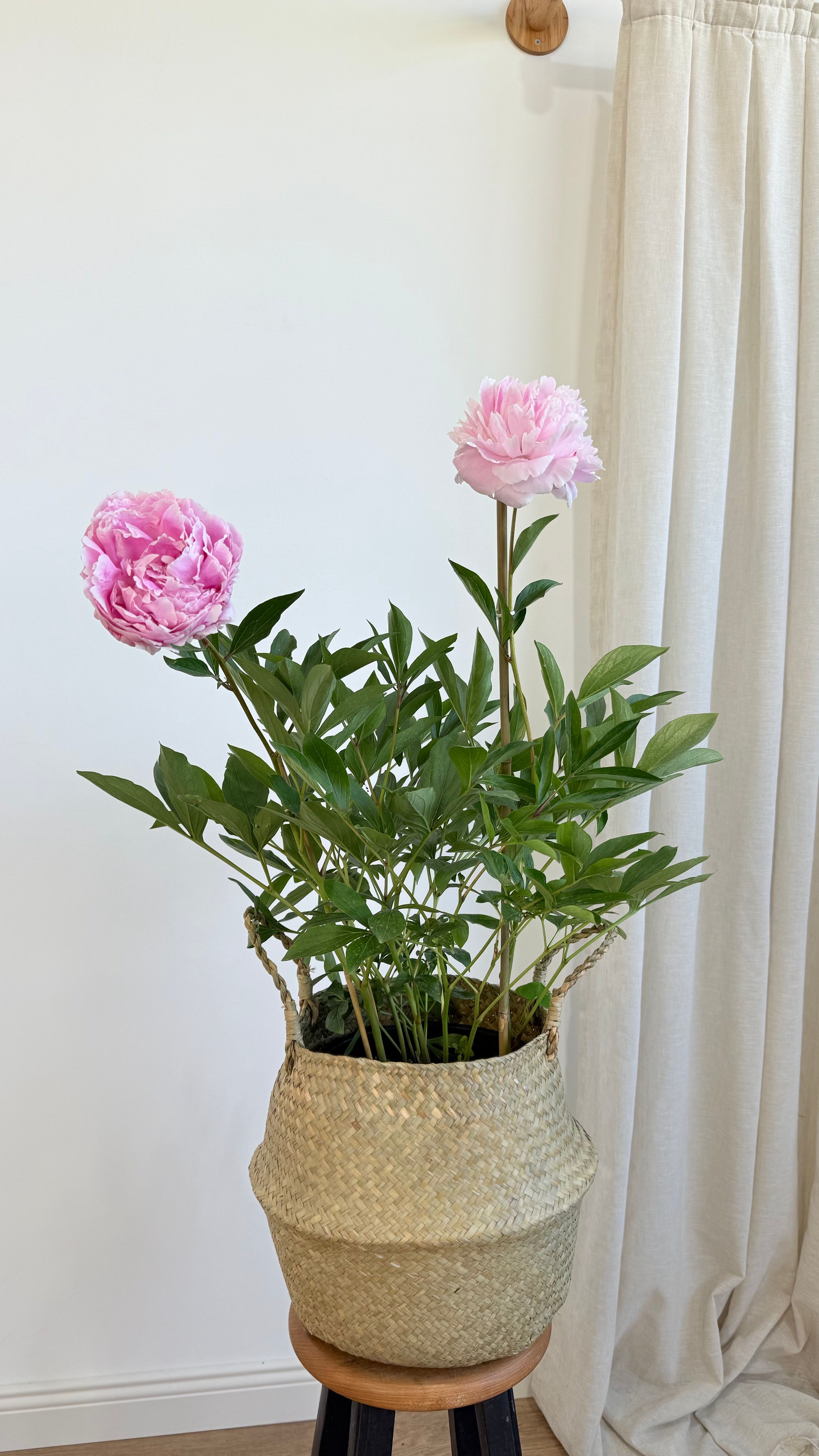 Şakayık (Peony) – 80 cm | 22 cm Saksıda