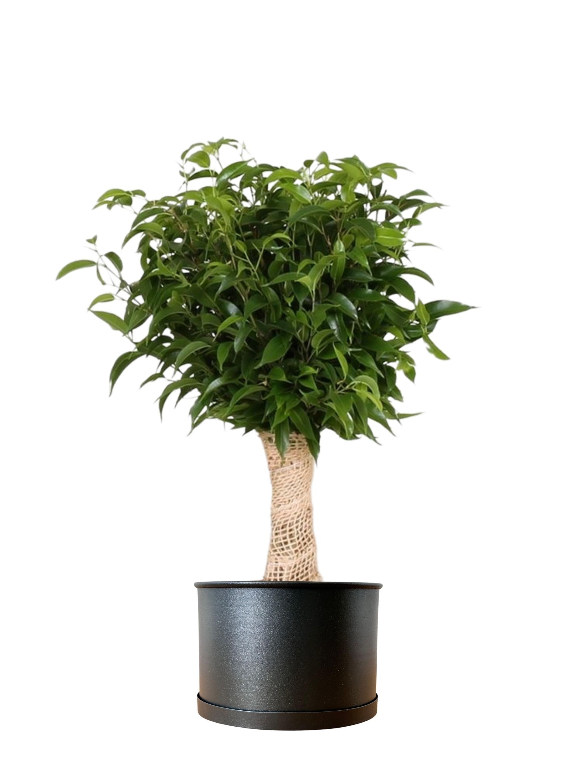 Ficus Natasja 