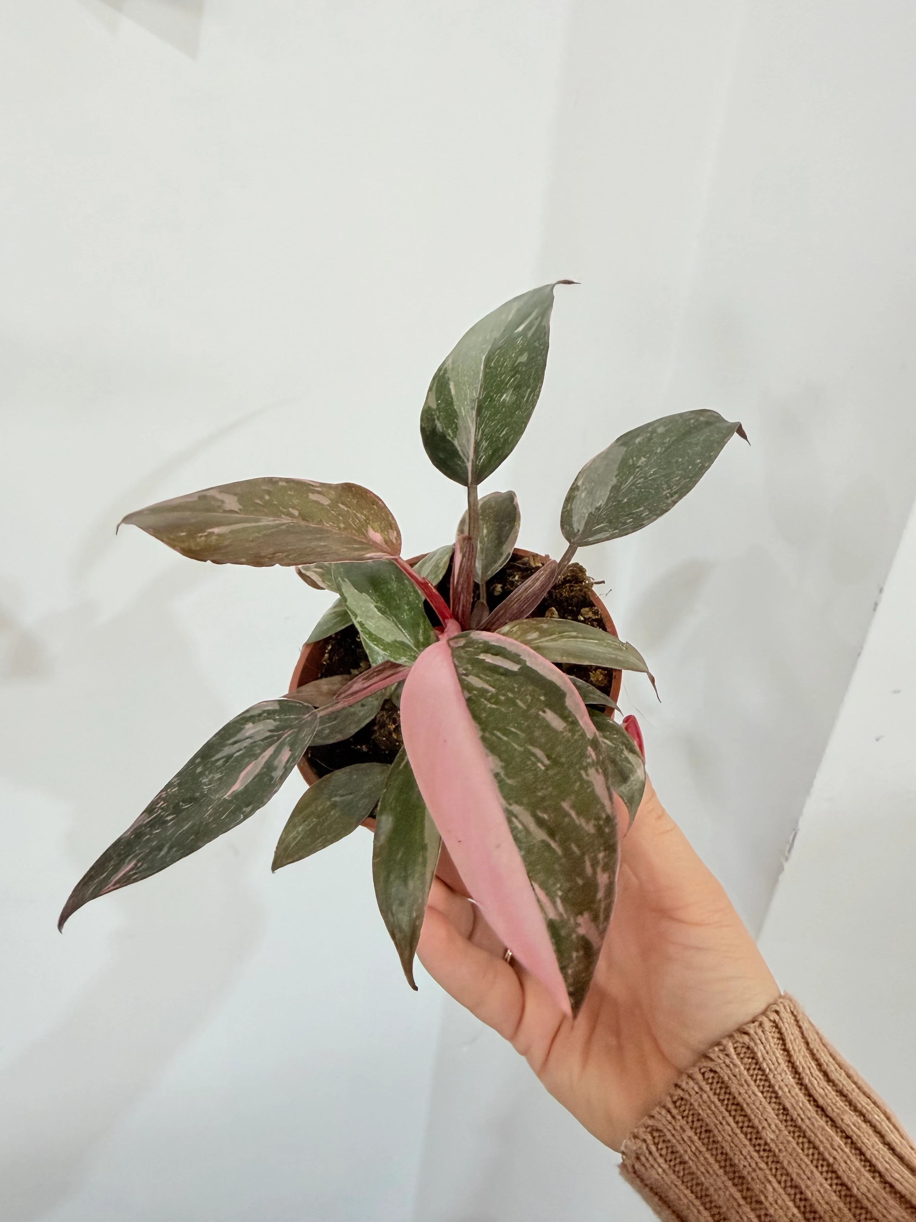 photinia red robin 60/80 Photinia Red Robin – The Nurso