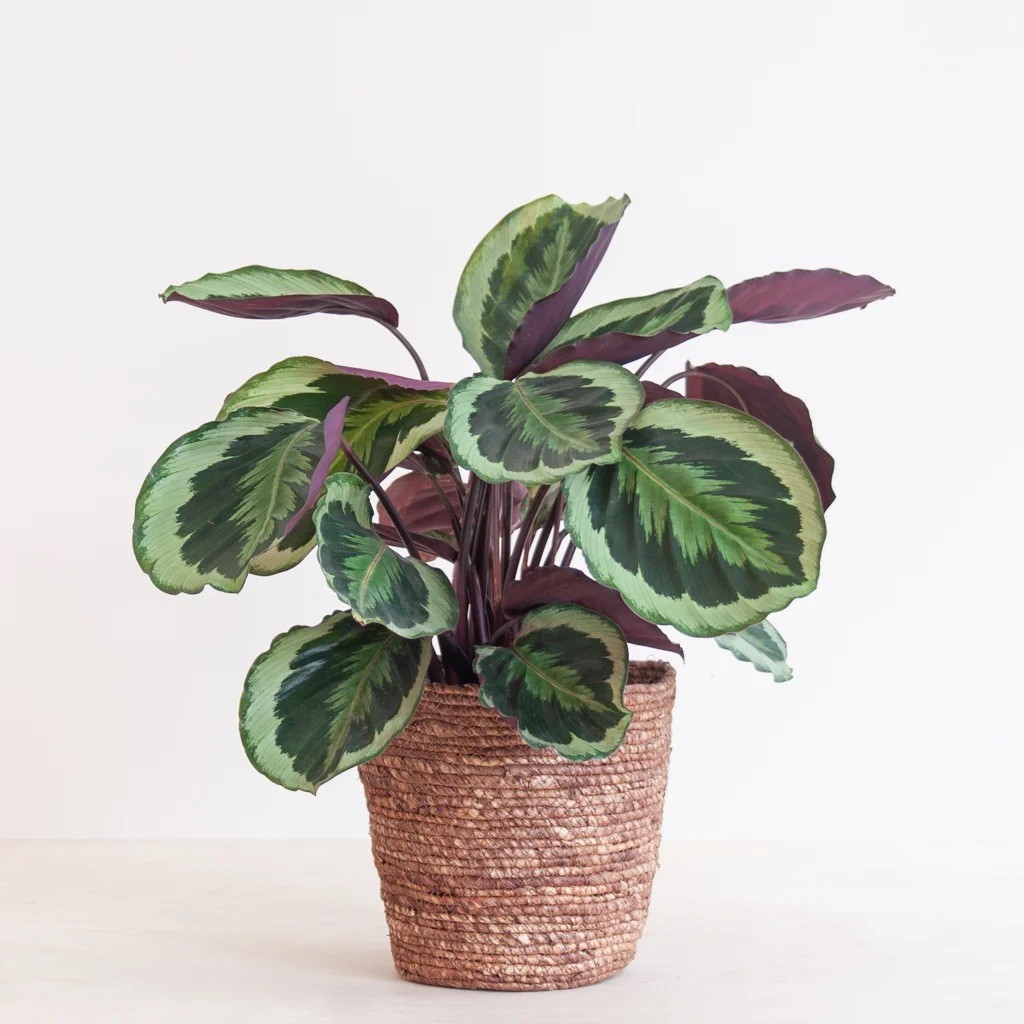 Calathea Medallion (45-55 cm)