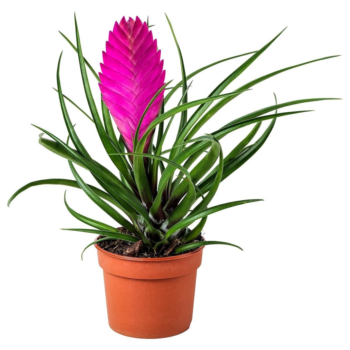 Tillandsia Cyanea (Vincent-Hava Bitkisi)