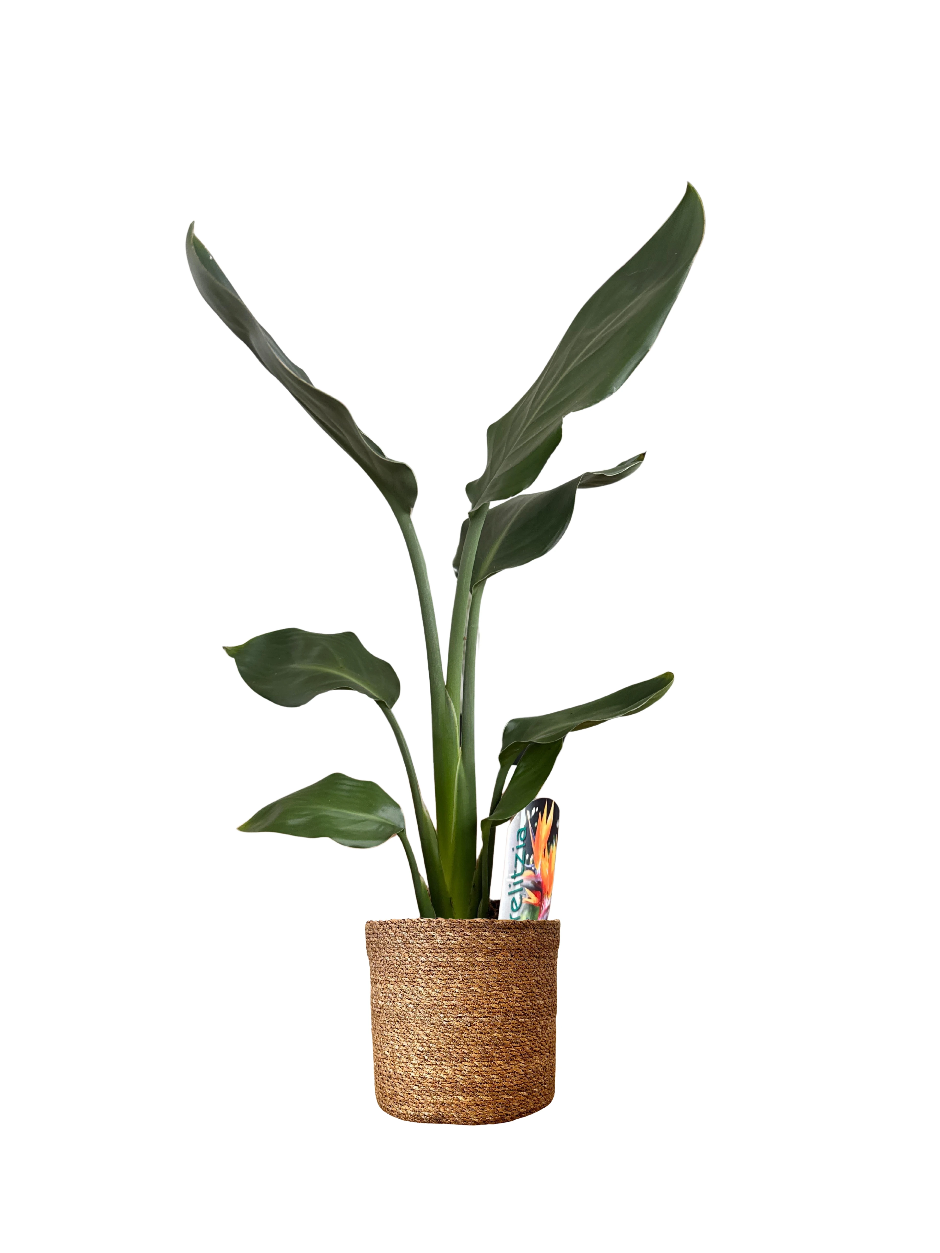 Starliçe (Strelitzia Regina)  | Hasır Dekoratif Saksıda 40 cm