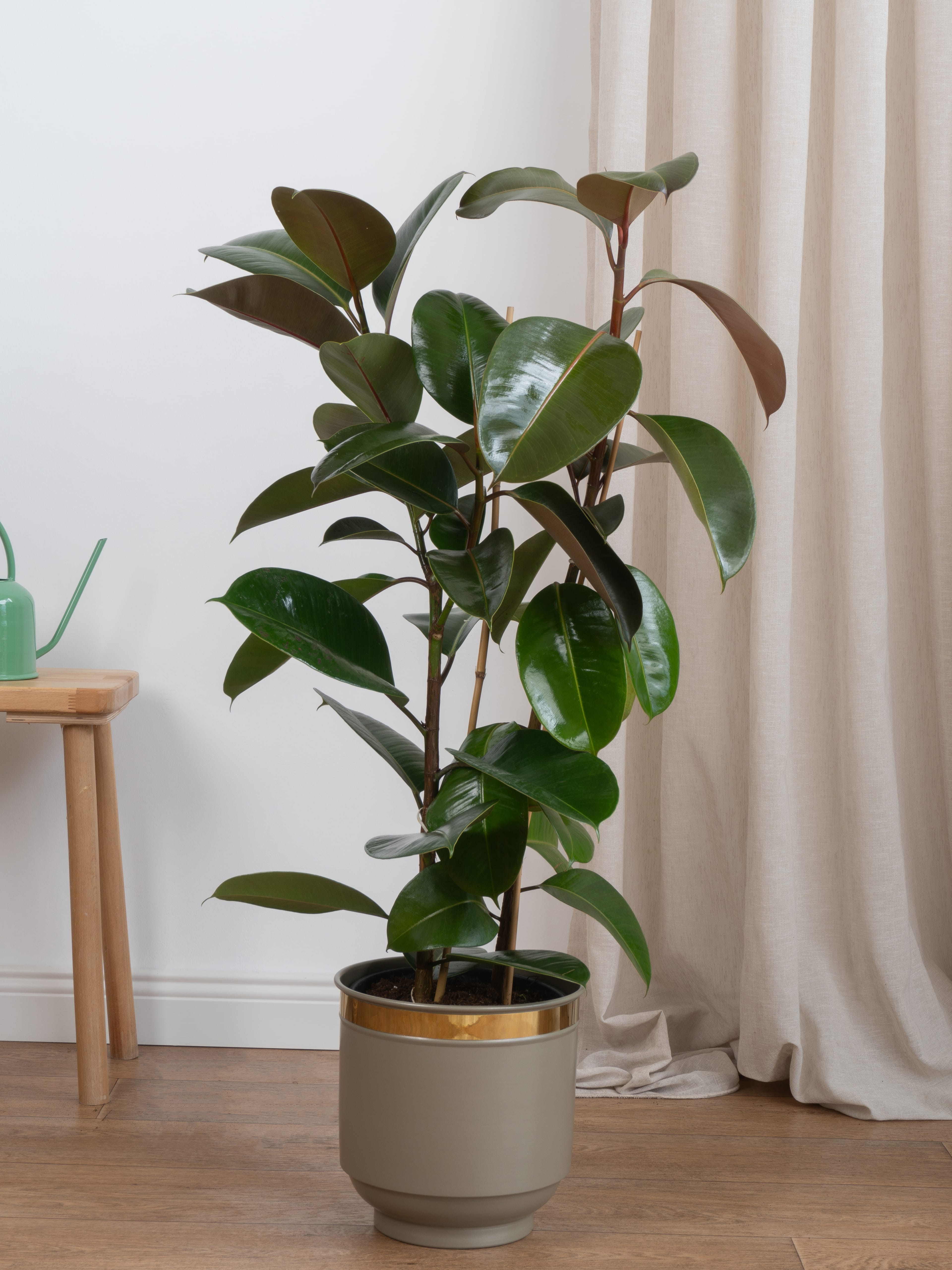 Kauçuk Çiçeği - Yeşil Kauçuk Bitkisi (çift köklü ficus elastica robusta)