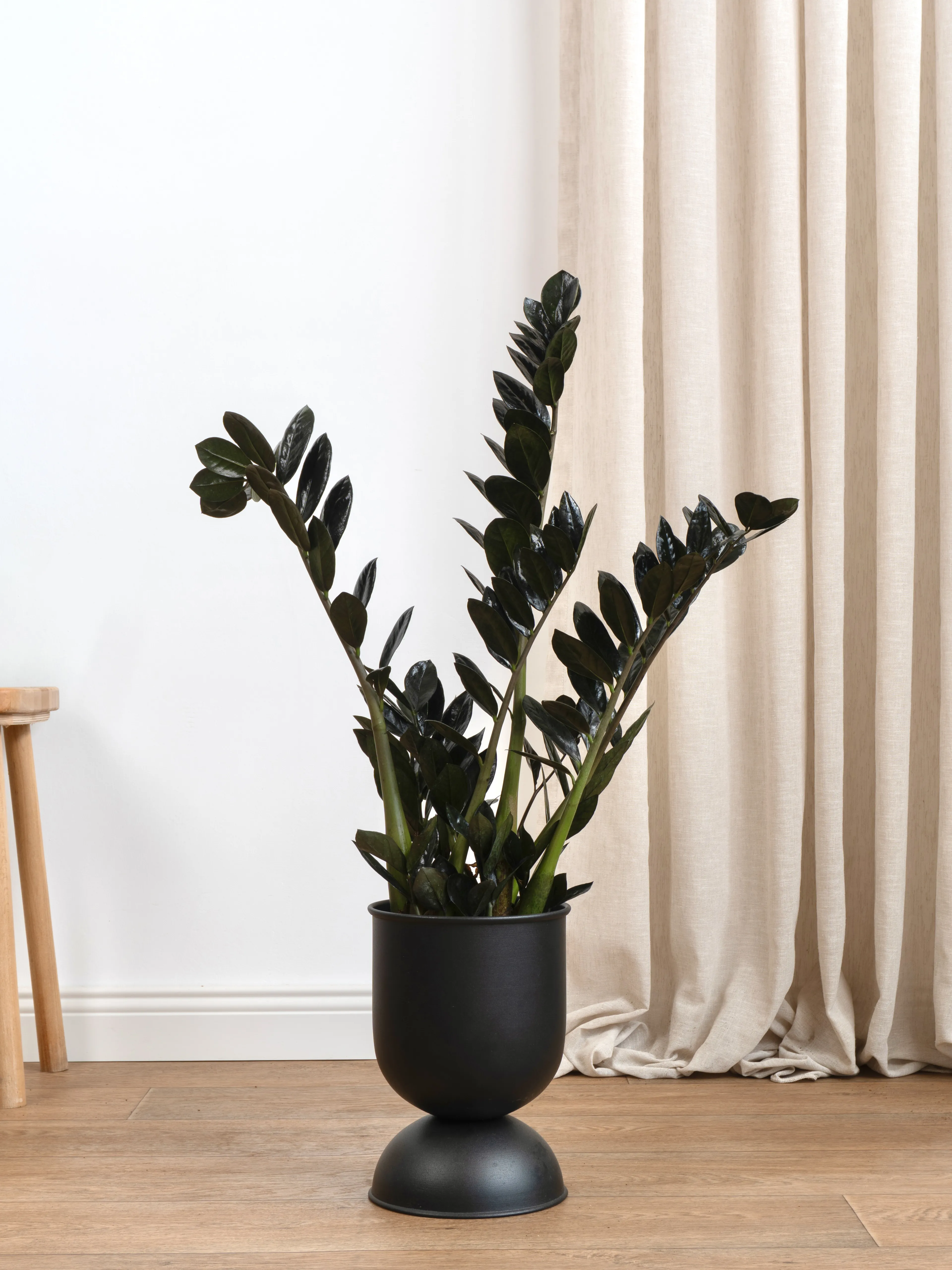 Siyah Zamia (özel tür)