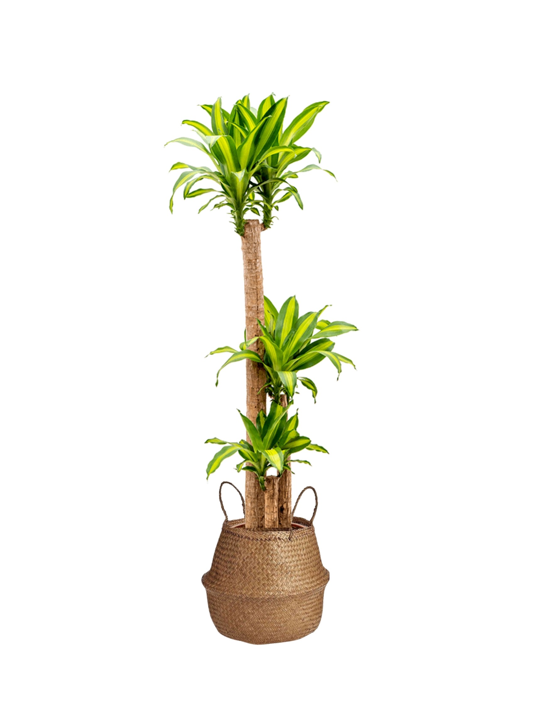 Massengena  Üç Kollu 130-150 cm yuka