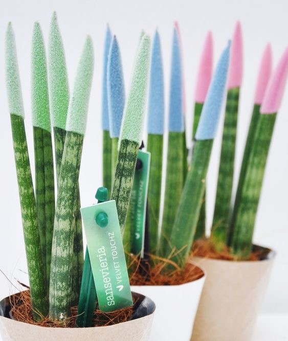 Sanseveria Cylindirica Large Seramik Saksıda
