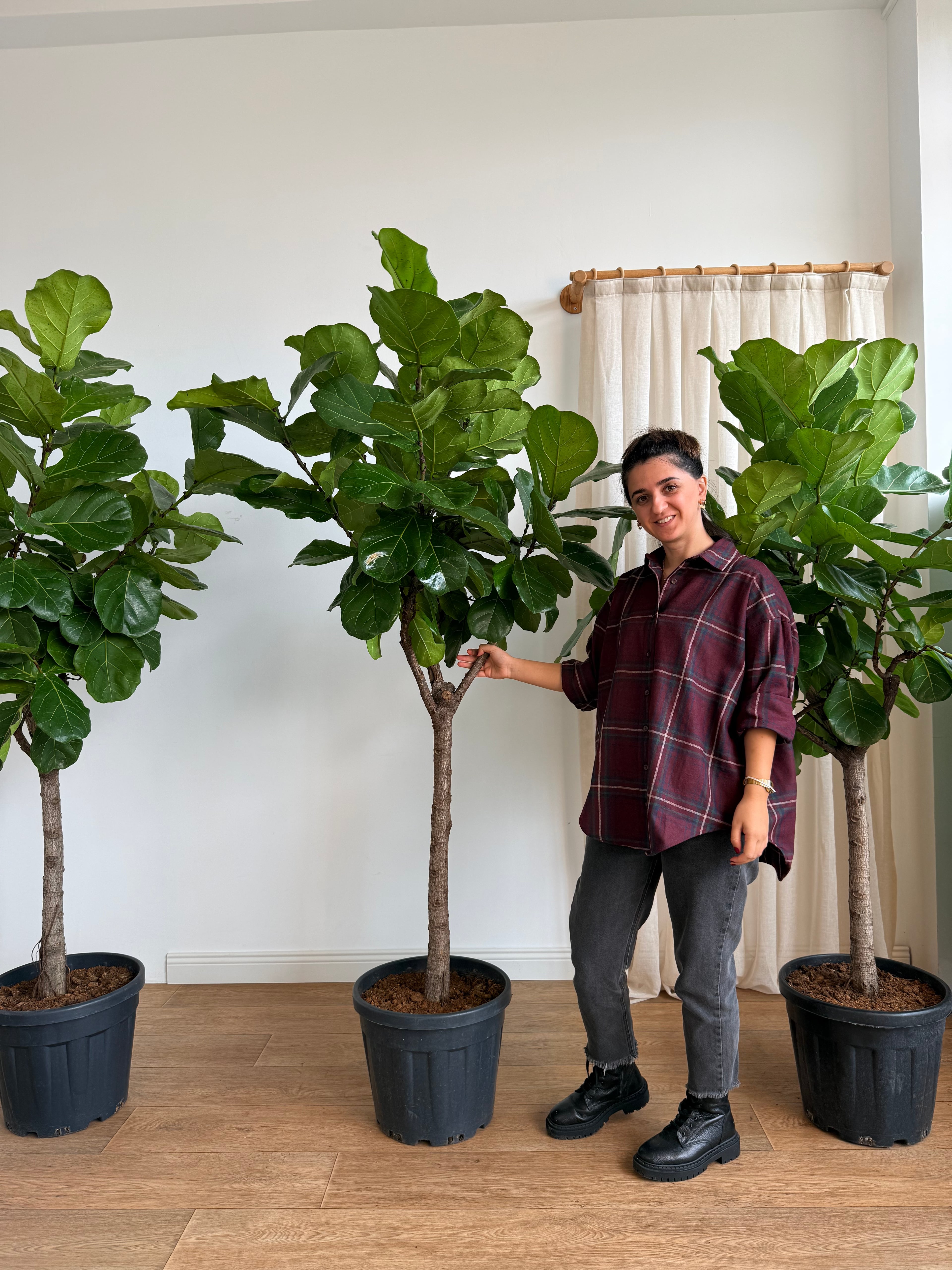 170-190 cm anaç çatallı lyrata (ficus lyrata)