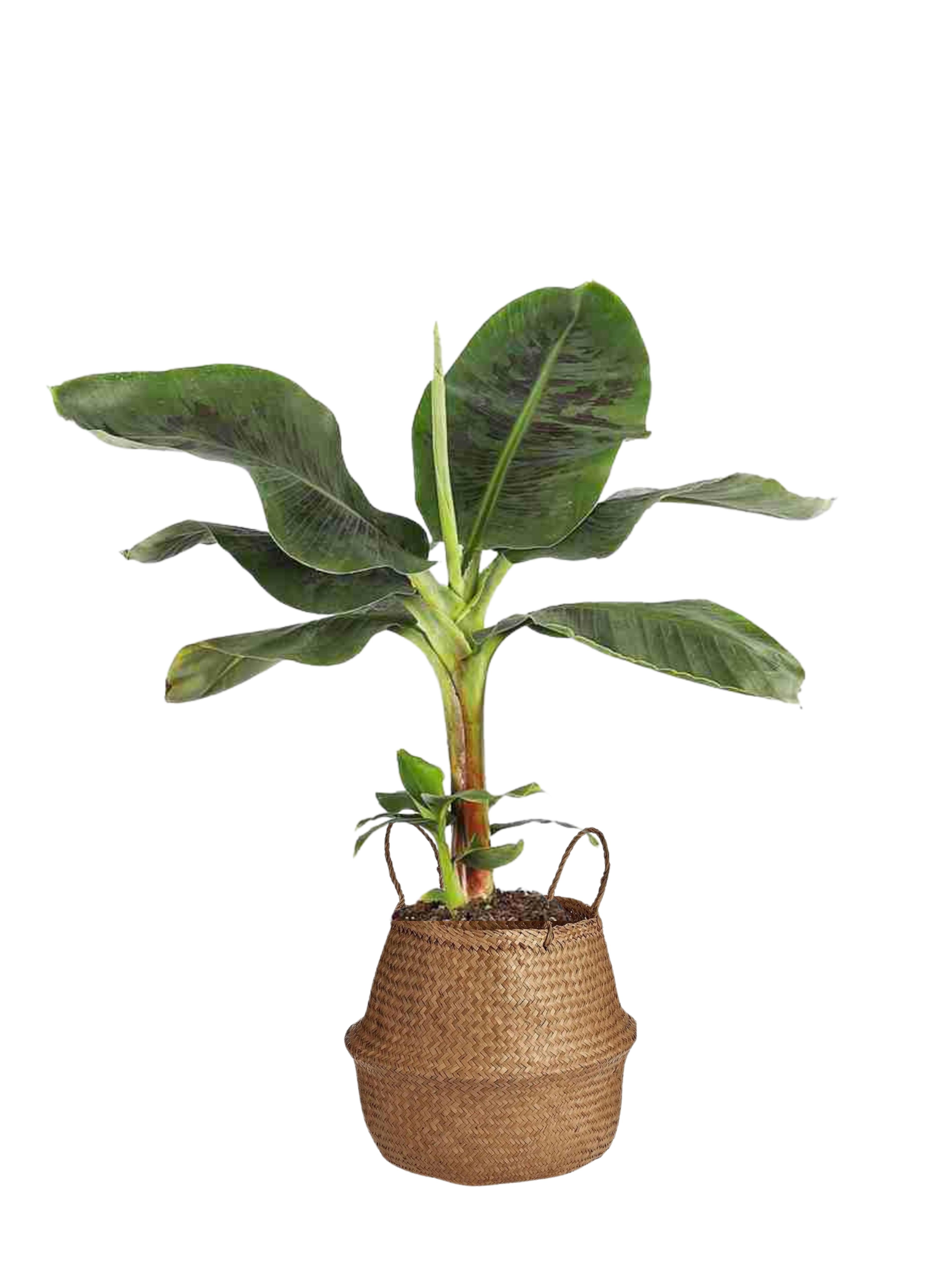 Muz Bitkisi (Banana Plant 80 cm)
