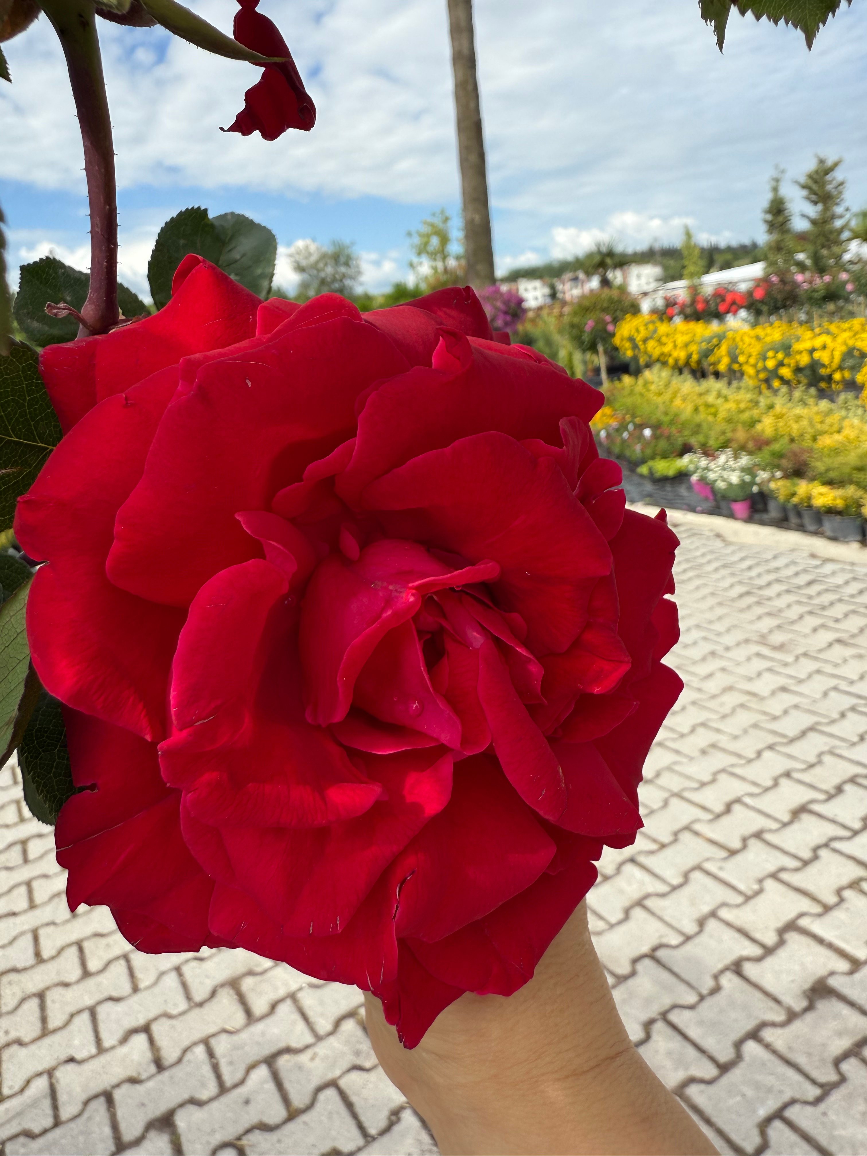 Adriana Kırmızı Gül – 50-60 cm, Çok Köklü, Patentli Özel Seri (20 cm Saksıda)