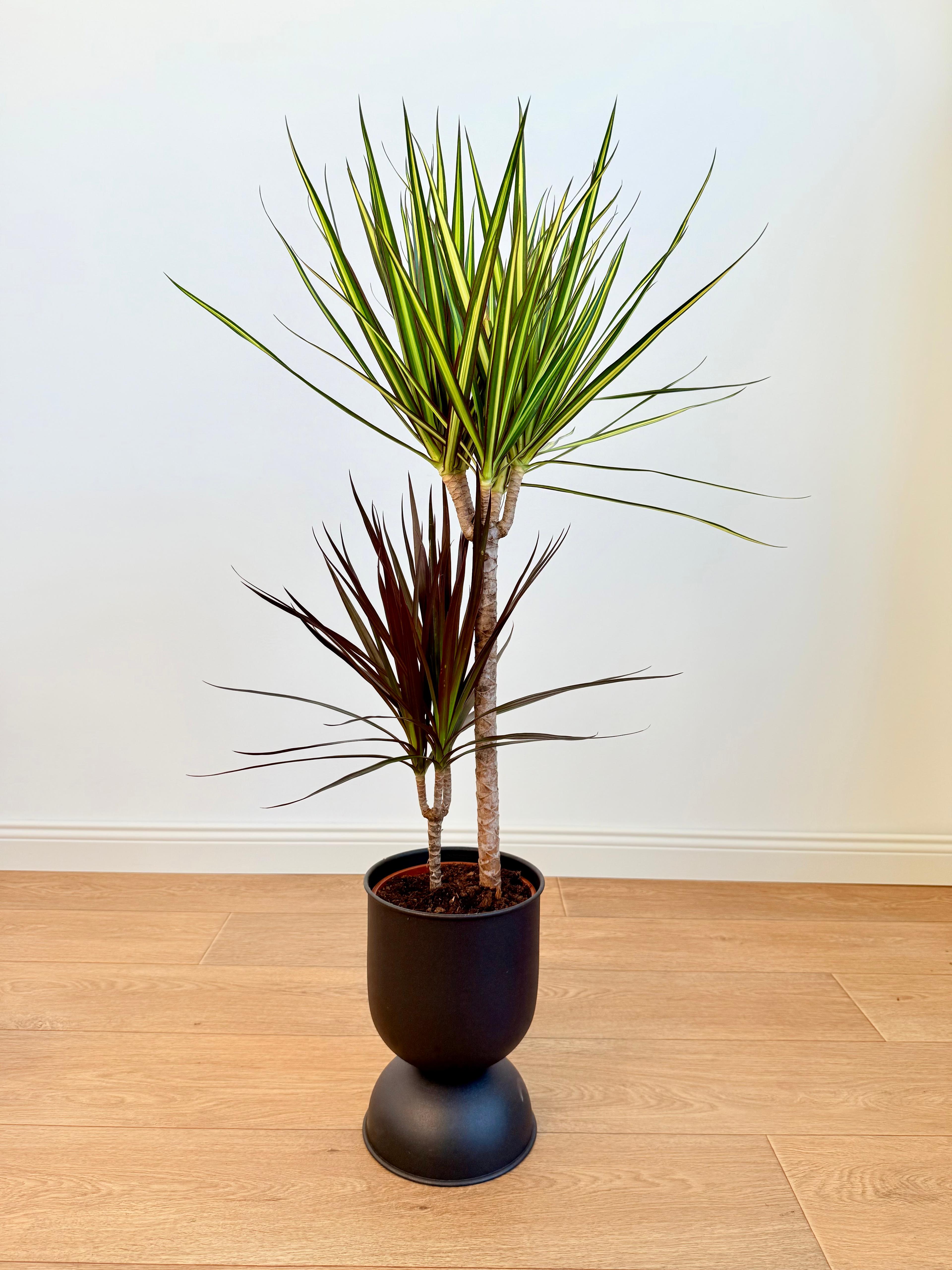 Dracaena Marginata Çift Renkli – 100 cm, İki Köklü