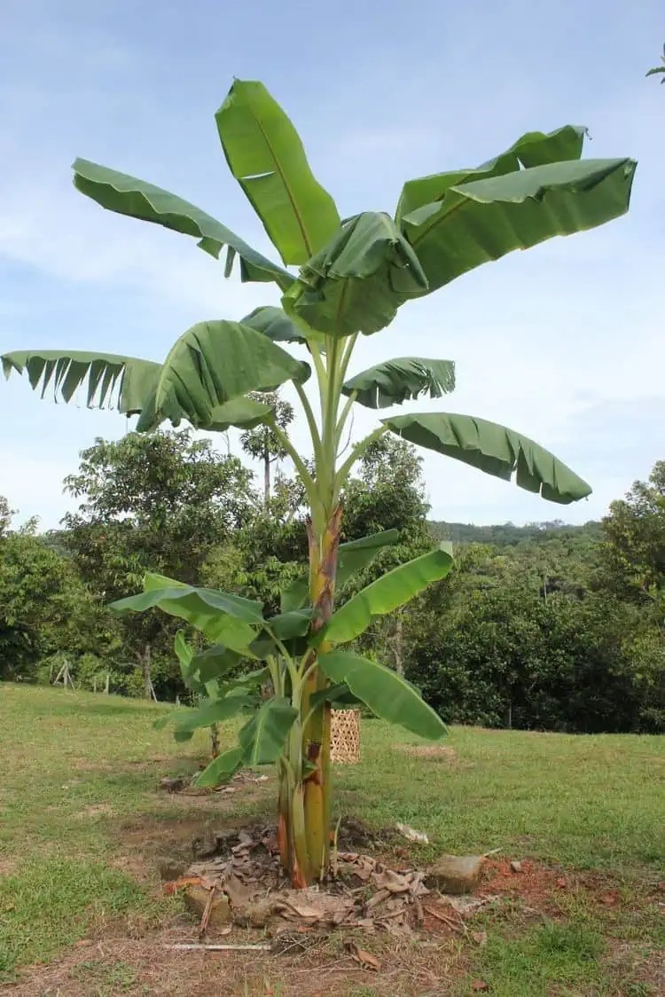 140-160 cm muz bitkisi