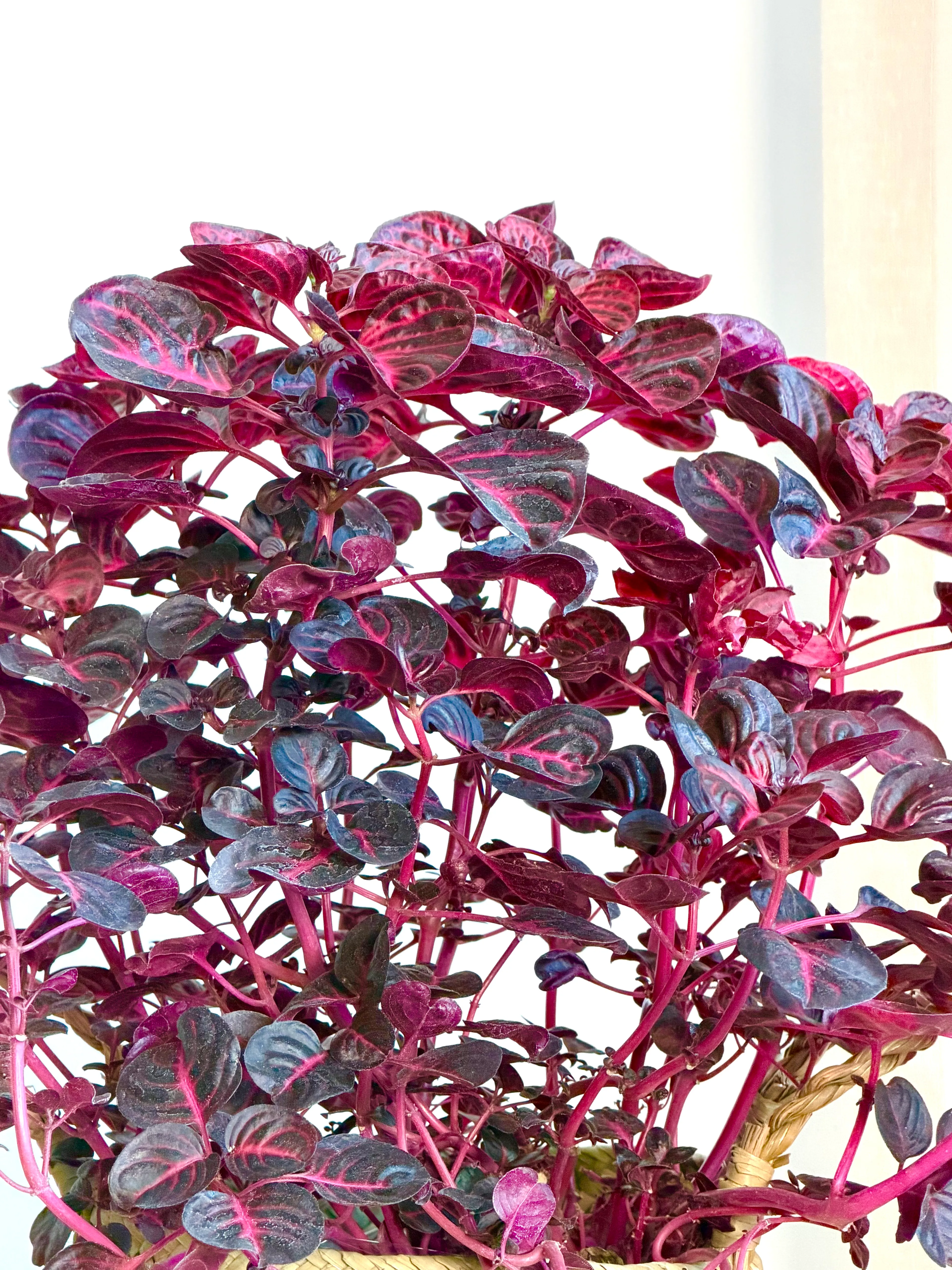 Kızıl Iresine /Kırmızı Papatya (Iresine herbstii)