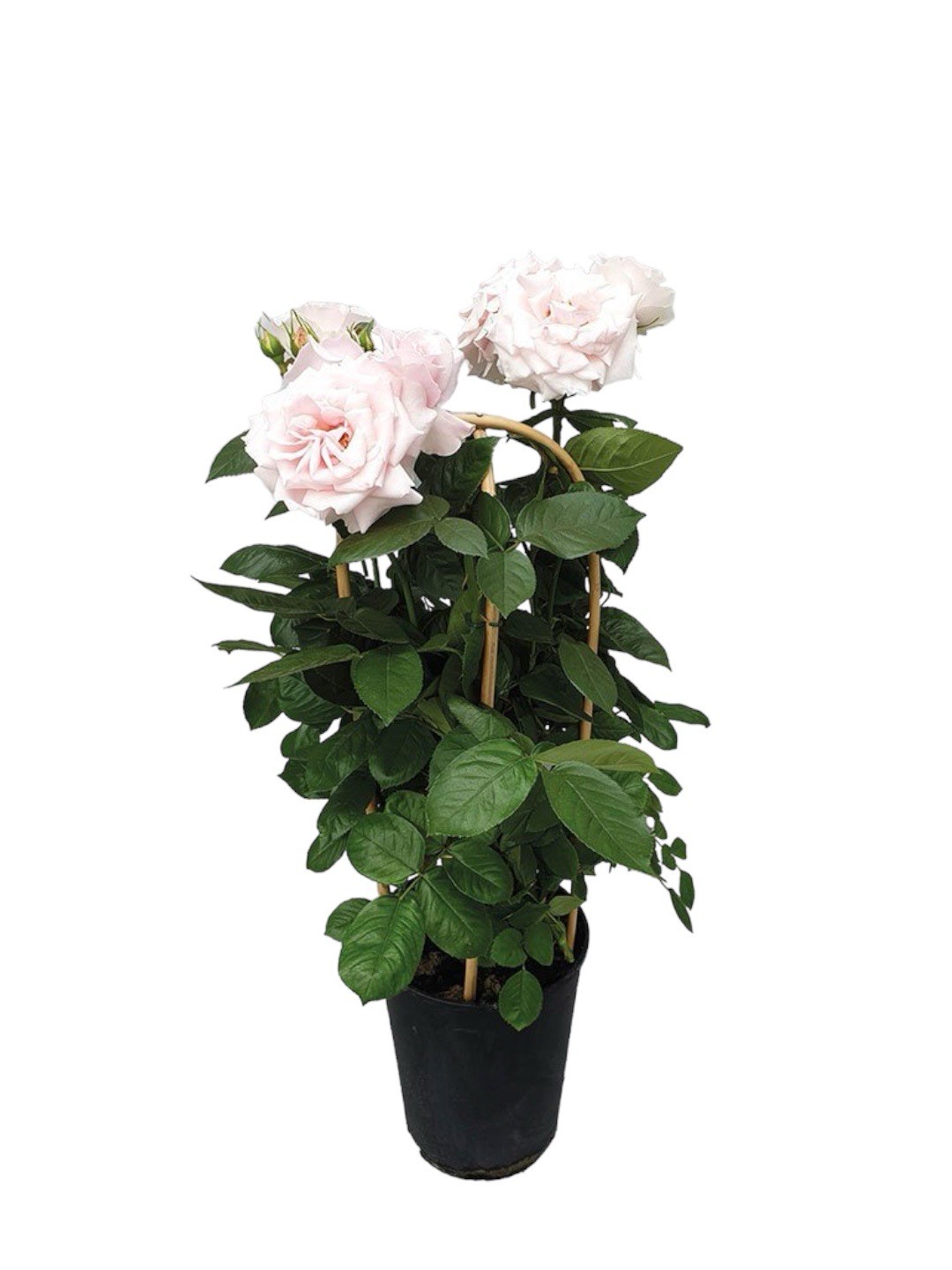 Gül (80-90 cm ithal bambu çardaklı)