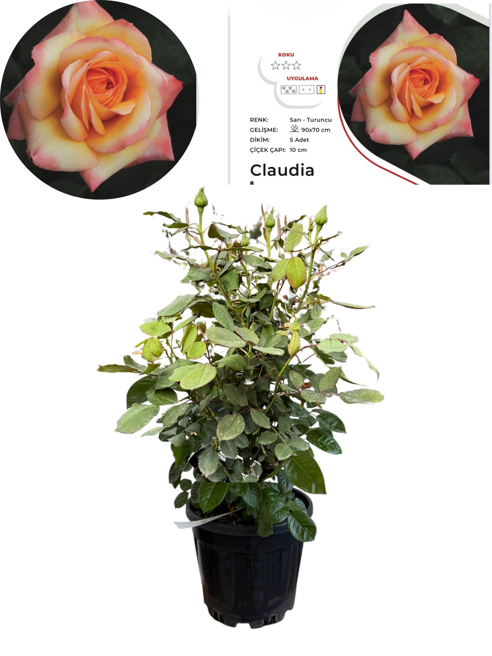 Calaudia Sarı-Turuncu Gül /50-60 cm, Çok Köklü, Patentli Özel Seri 