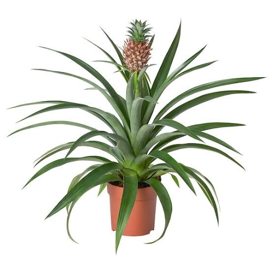 Ananas Plant (Ananas)