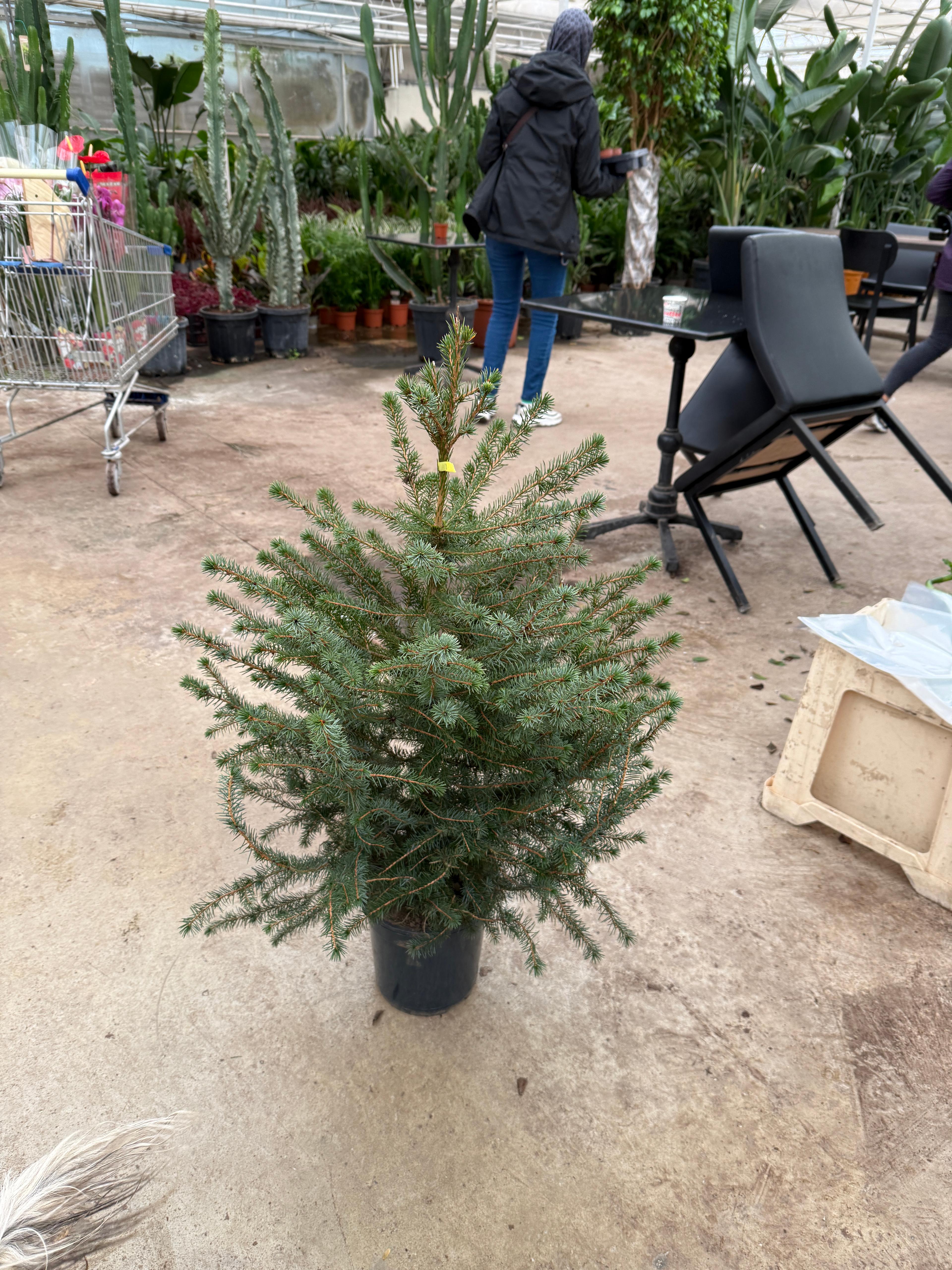 Picea Amorica Çam 90-100 cm (Yılbaşı Koleksiyonu)