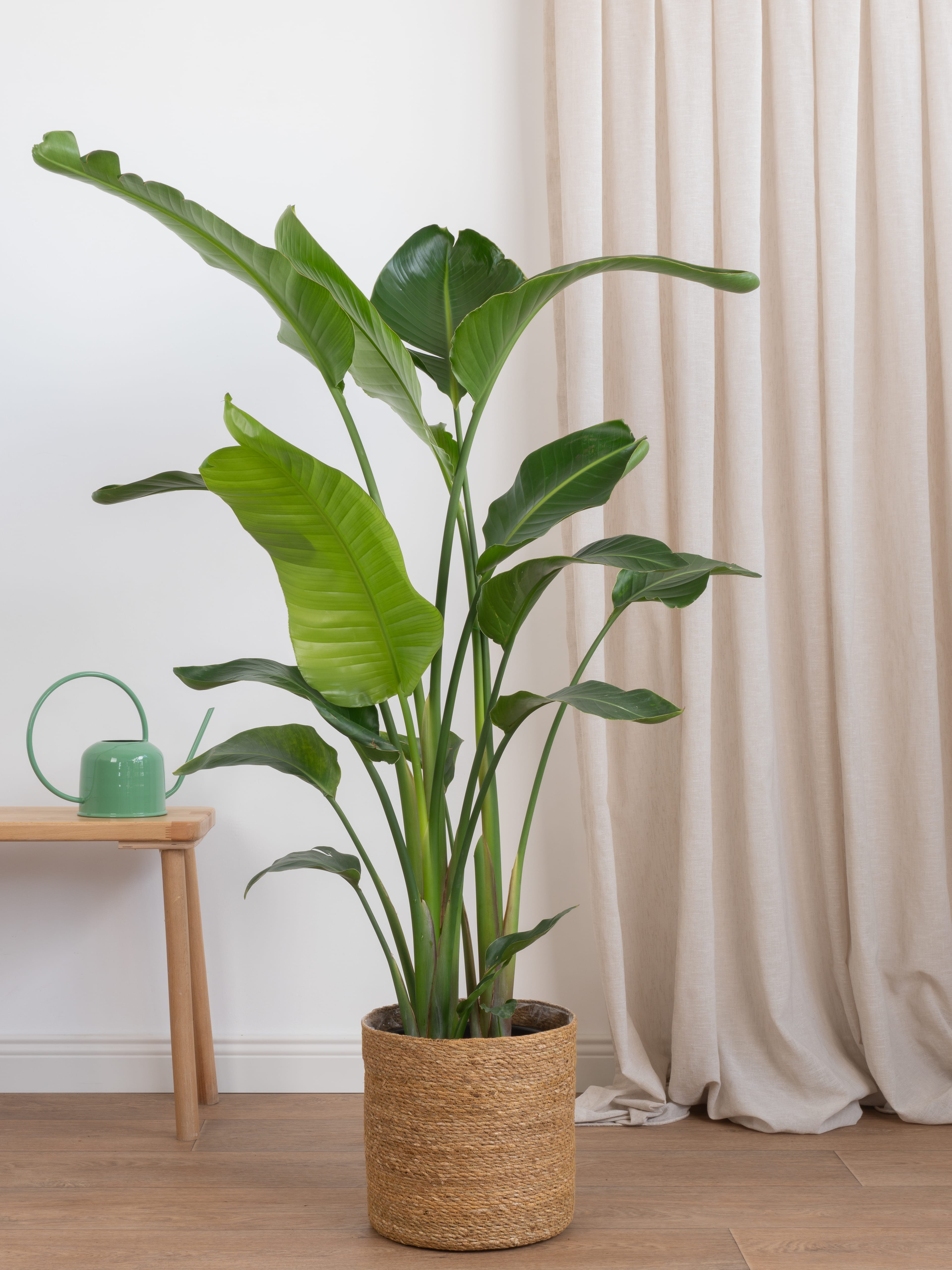 Starliçe- İki Köklü Anaç Form 140-160 cm (Cennet Kuşu Çiçeği- Strelitzia Nicolai )