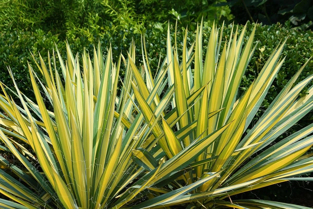 Yucca Filamentosa XL -Dış Mekan Yuka Bitkisi