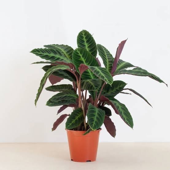 Calathea Warscewiczii (50-50 cm)