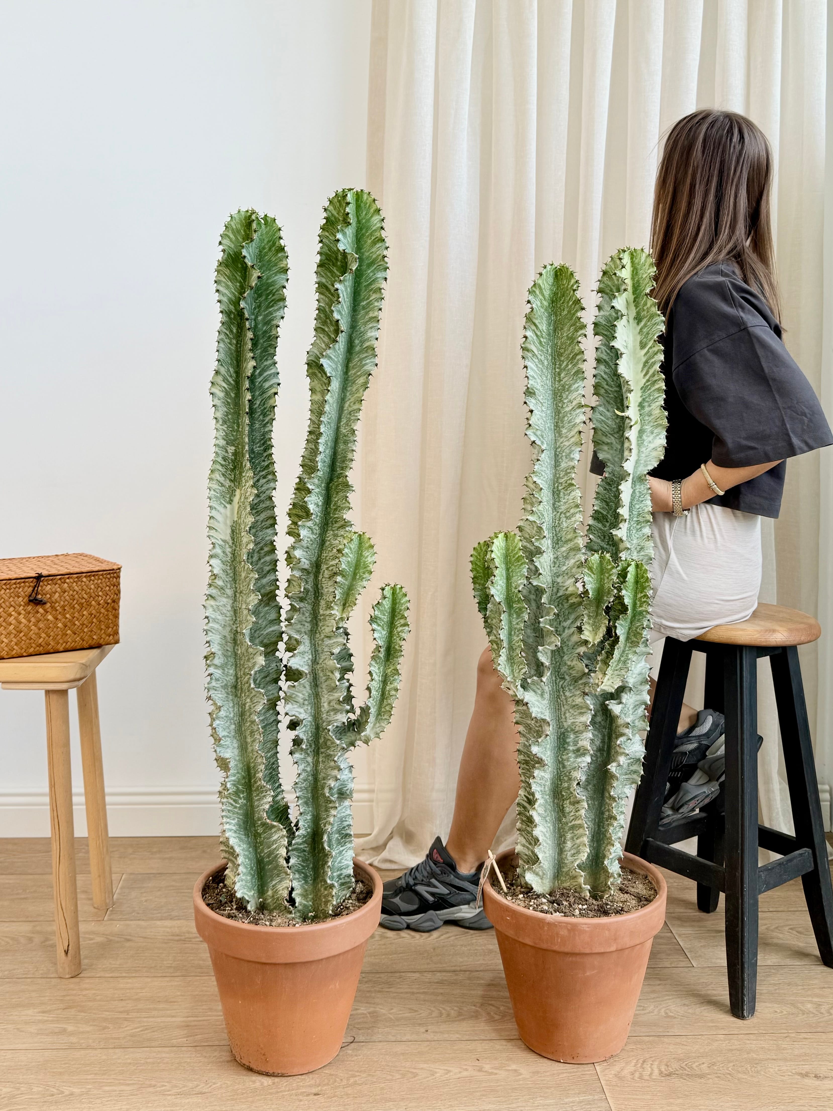 Euphorbia ingens Variegata – Alacalı Afrika Süt Ağacı Çift Köklü 130-140 cm